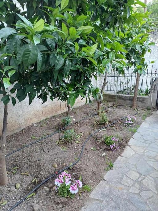 Anatoli apartment