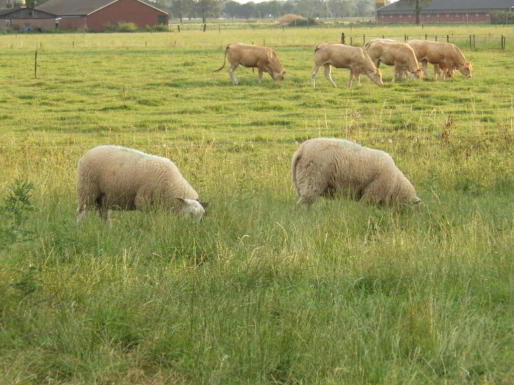 Landrust