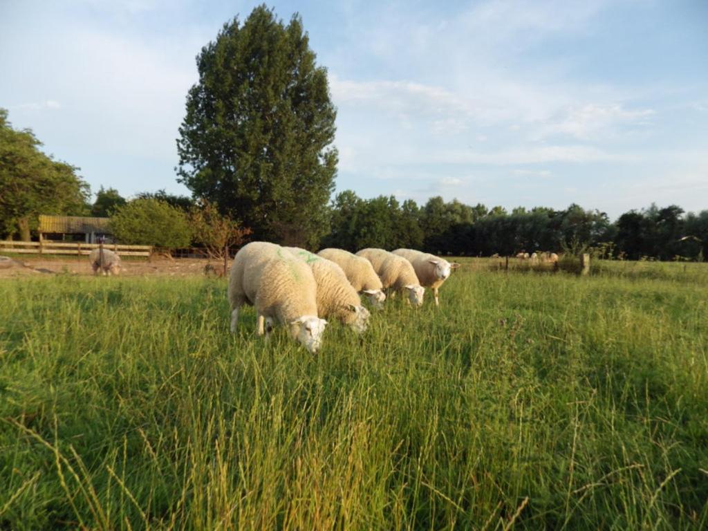 Landrust