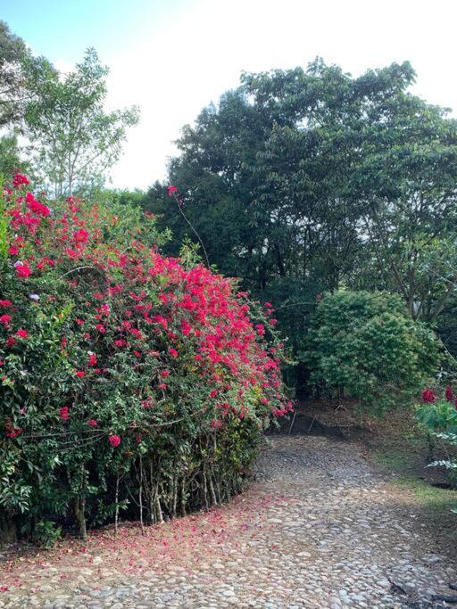 Finca completa bizcocho