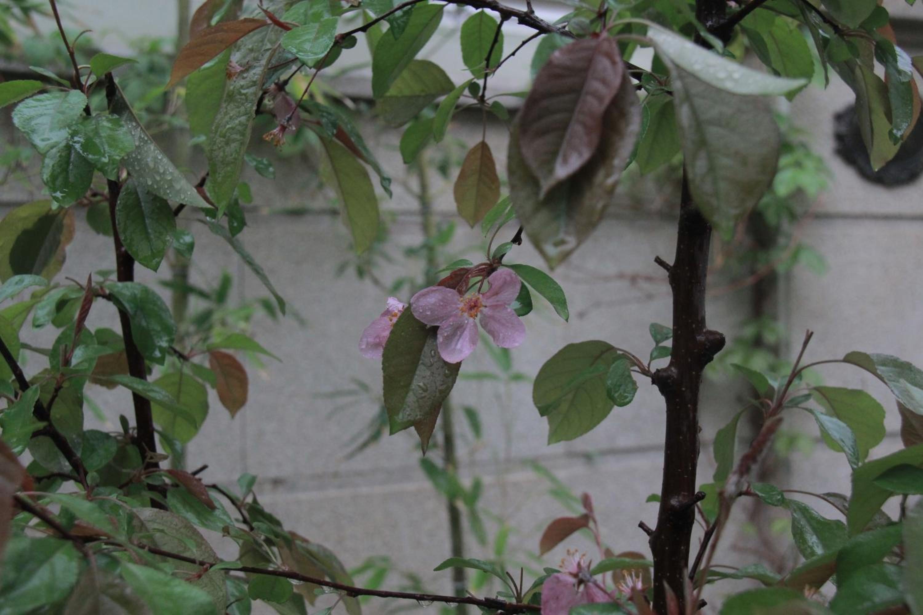 Z Z garden