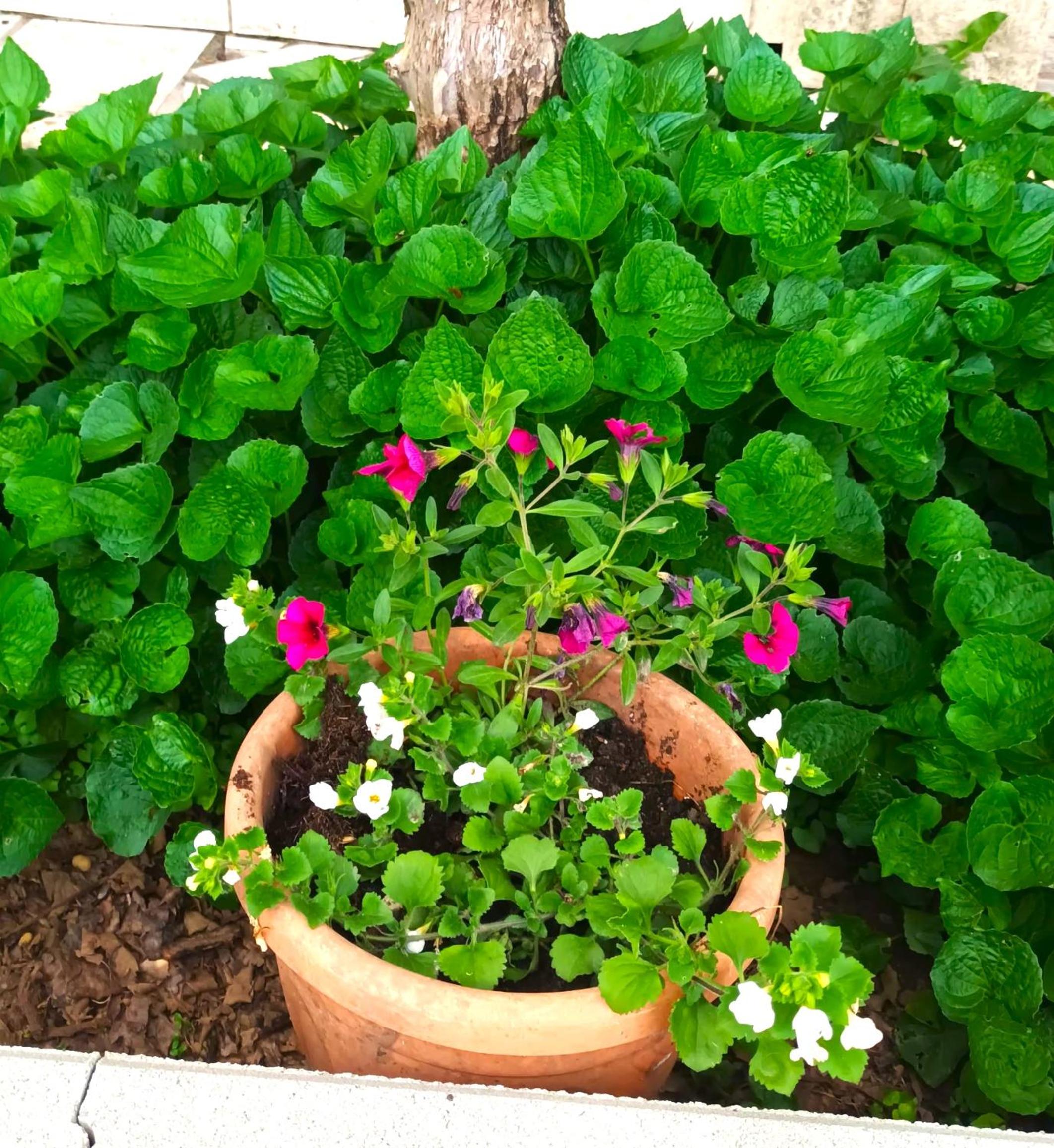 Jane's Garden