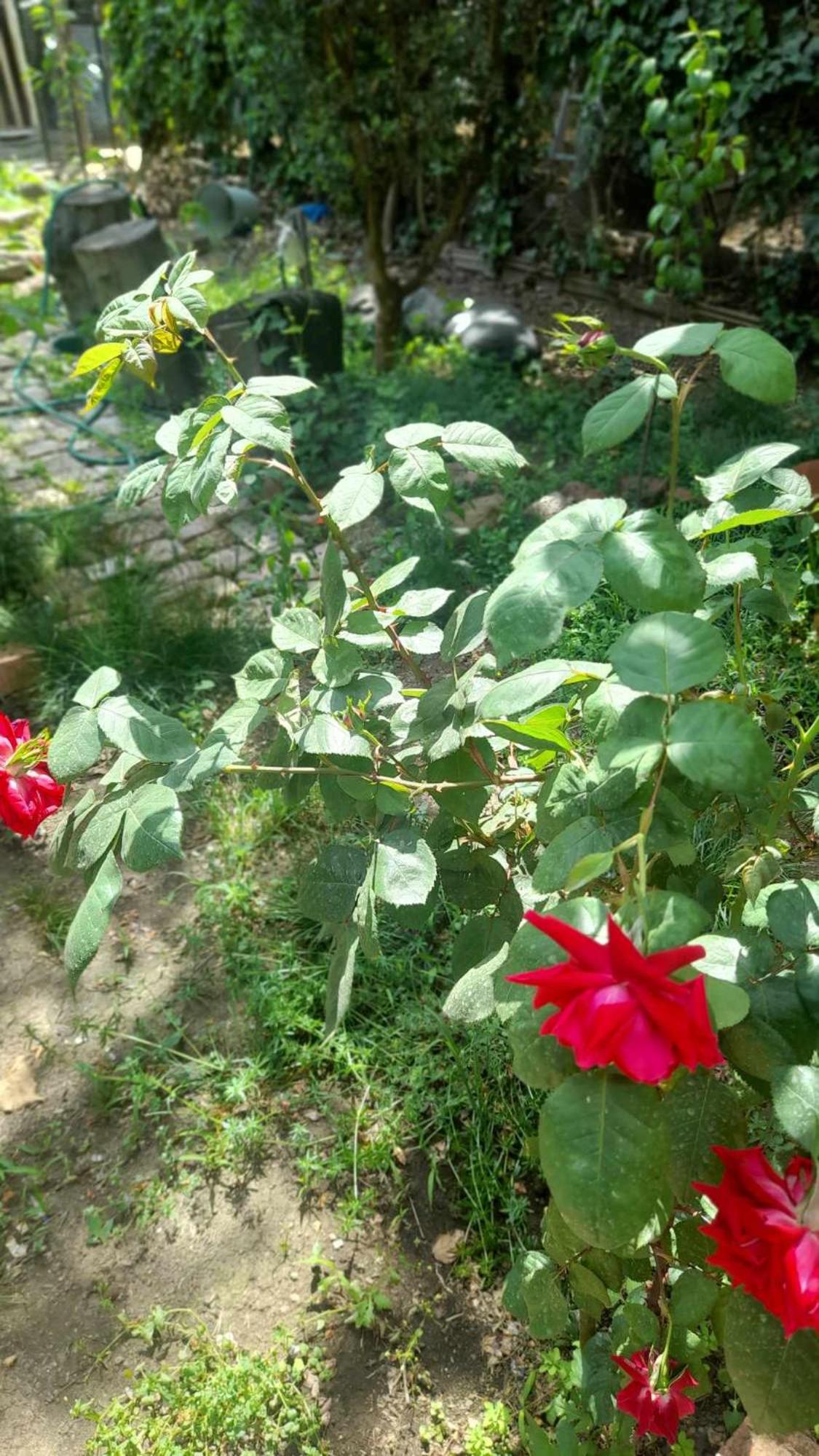 Photo 49