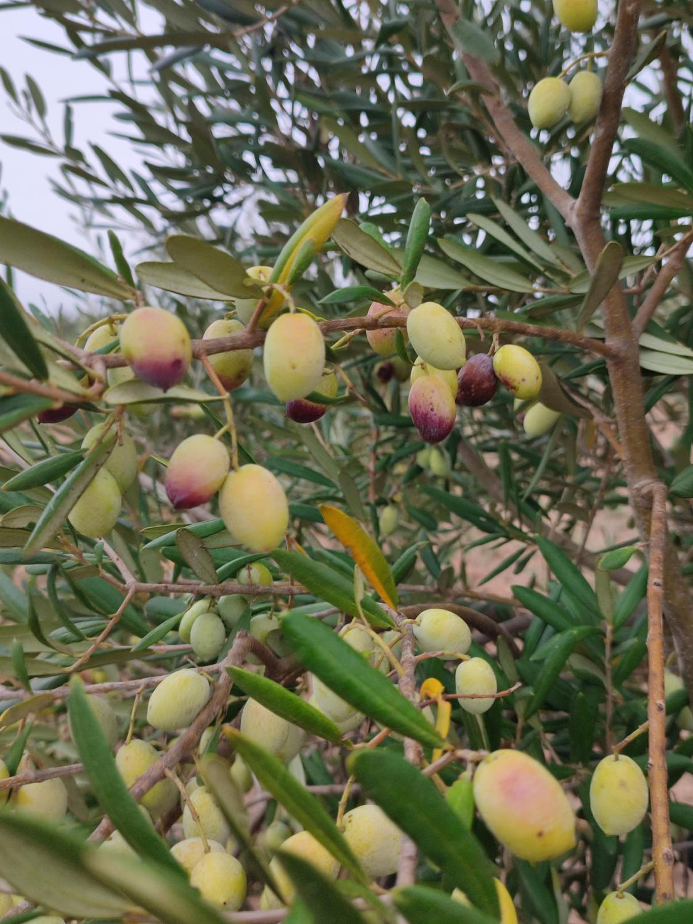 Le Anfore del Salento Bed and Breakfast