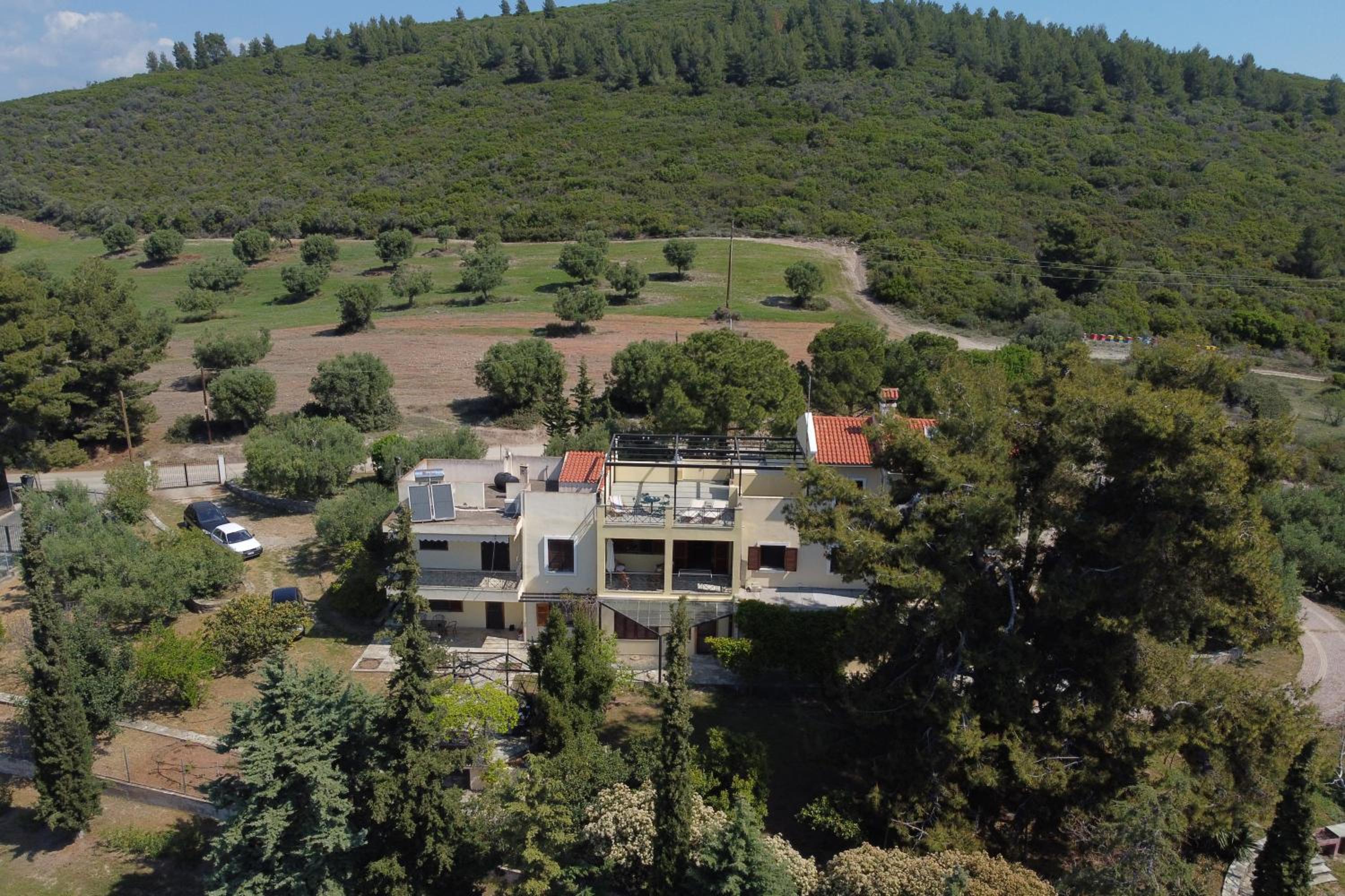 3 Olive Trees - Sithonia