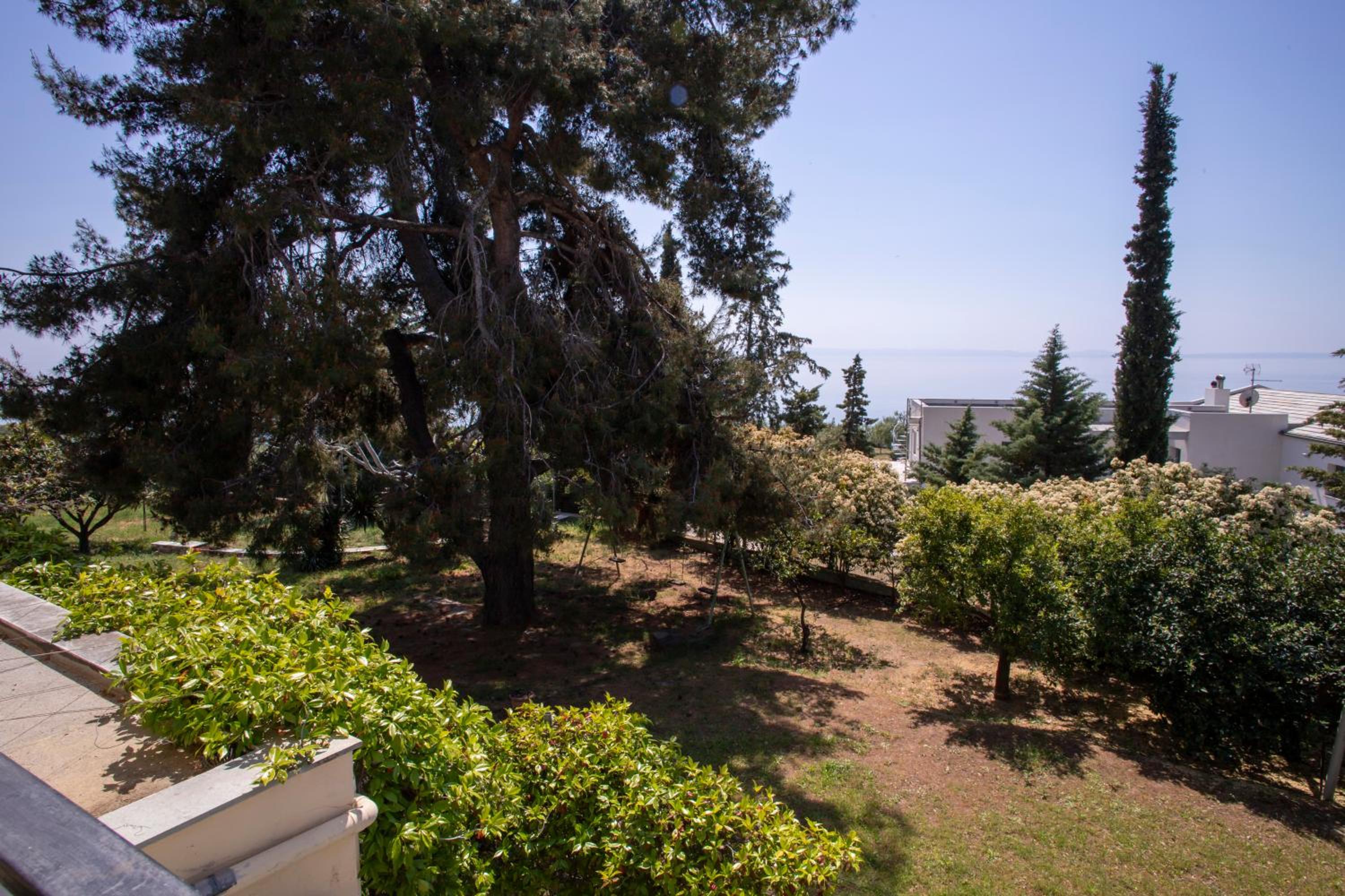 3 Olive Trees - Sithonia