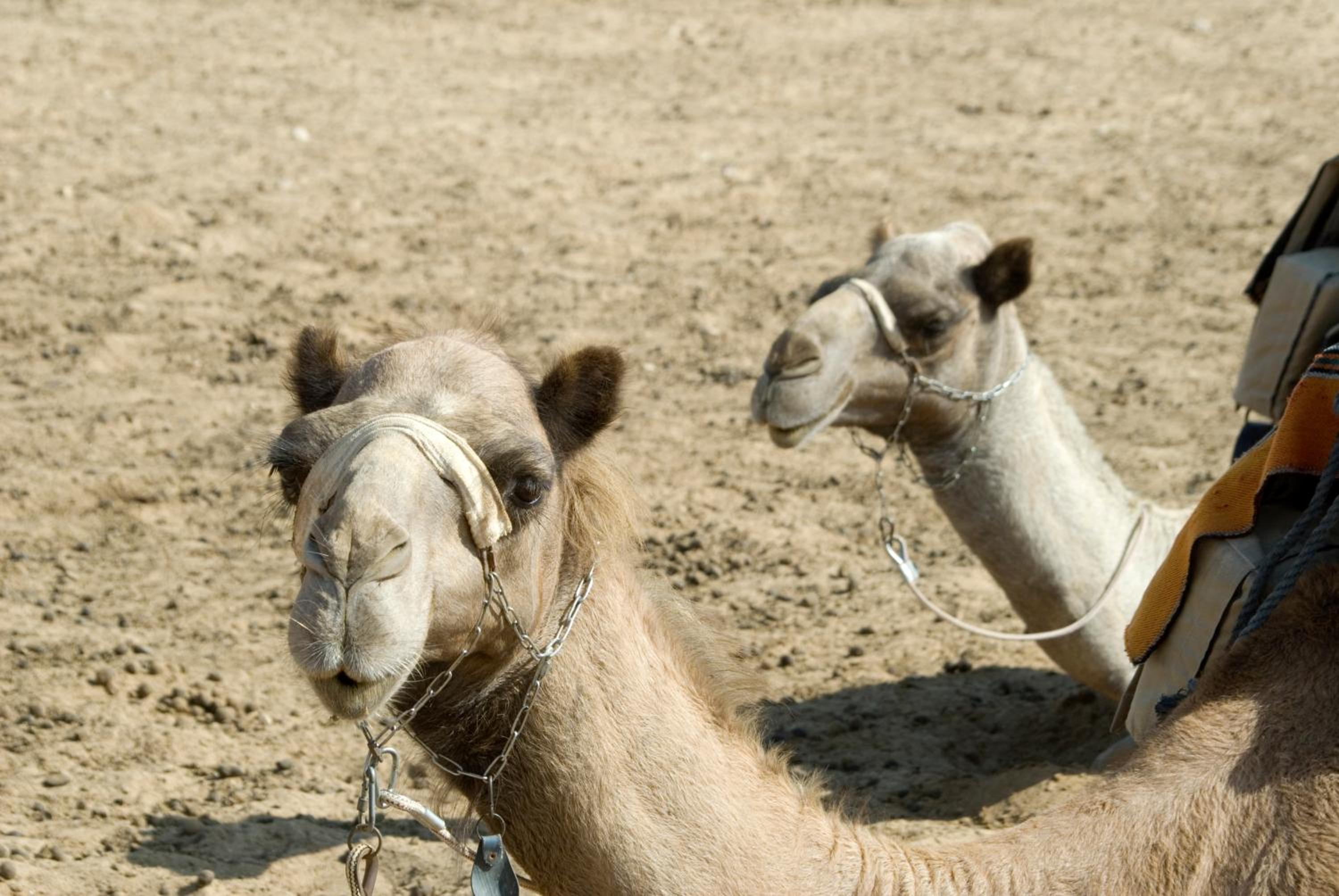 Negev Camel Ranch