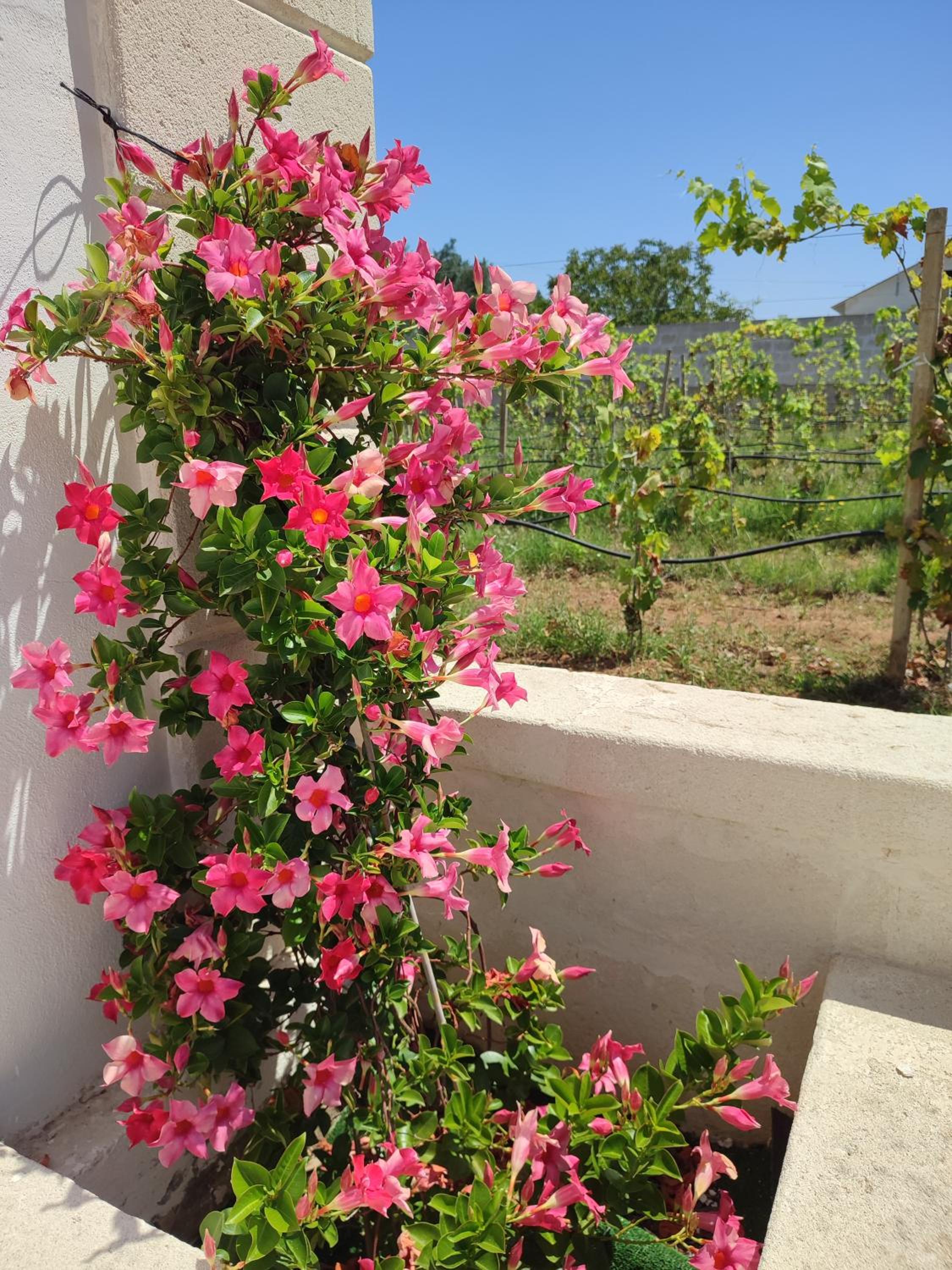 Le Anfore del Salento Bed and Breakfast