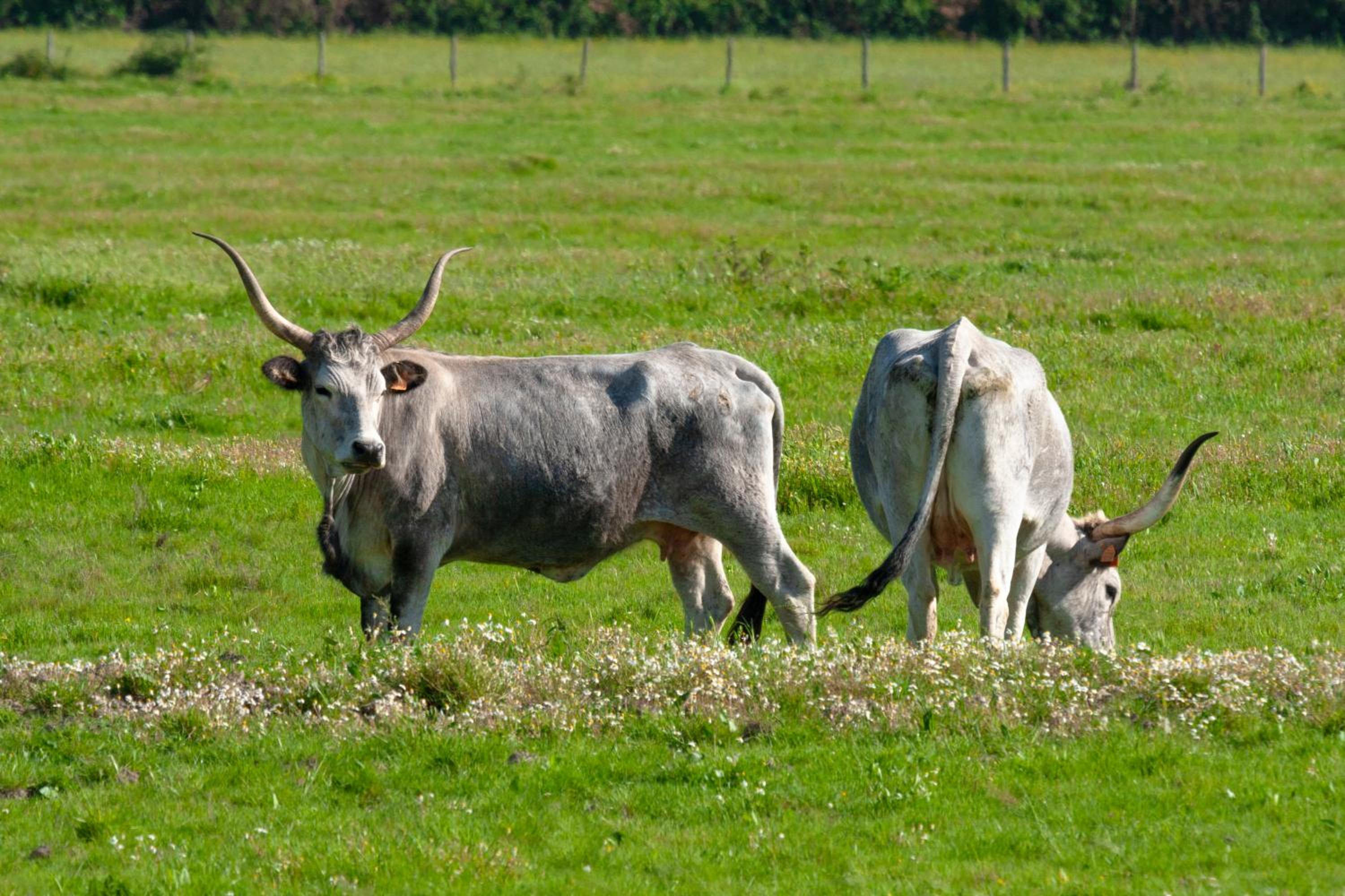 Agriturismo Al Vermigliano
