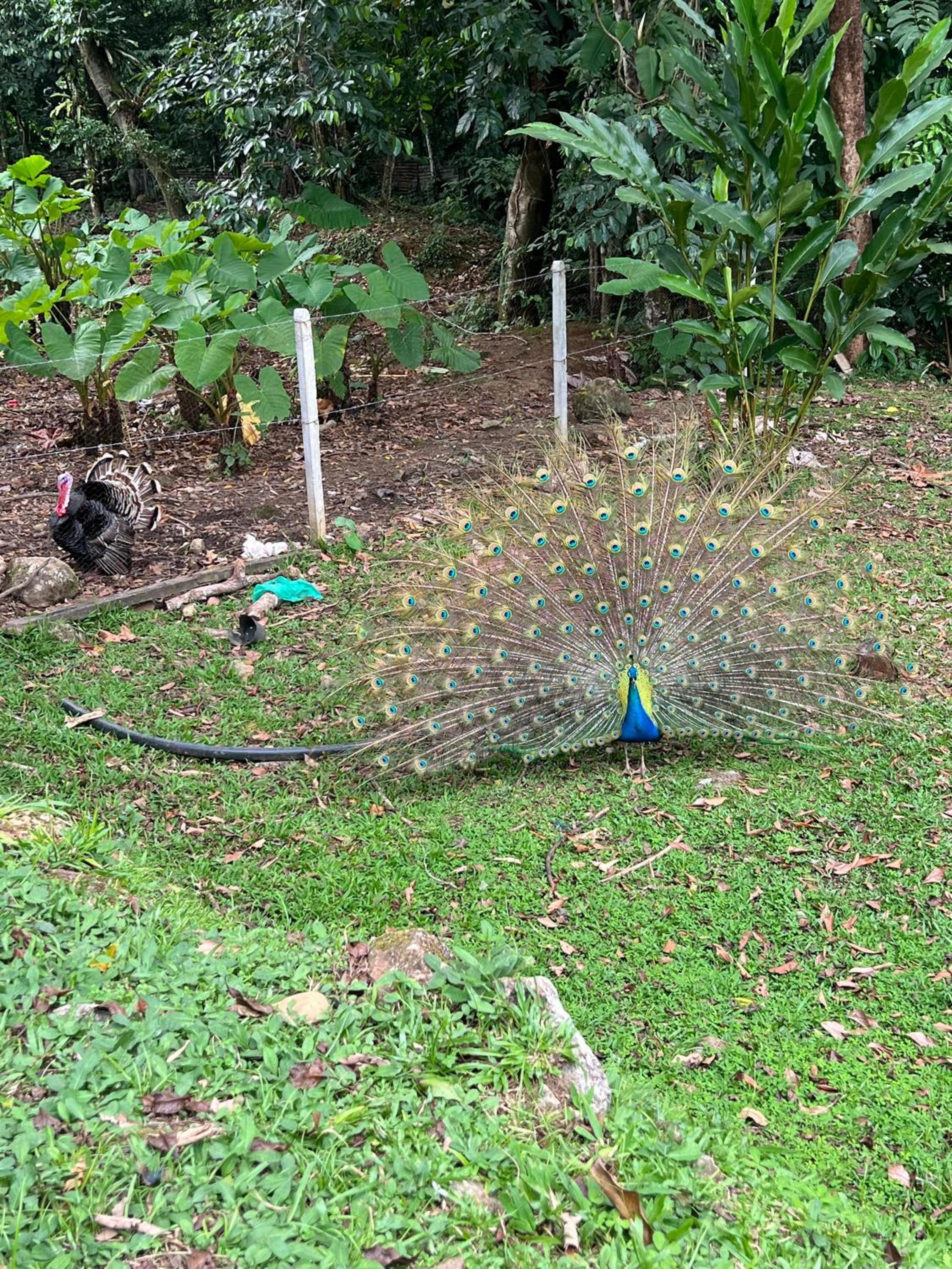 El desmadre villa lujosa Florencia, Caqueta