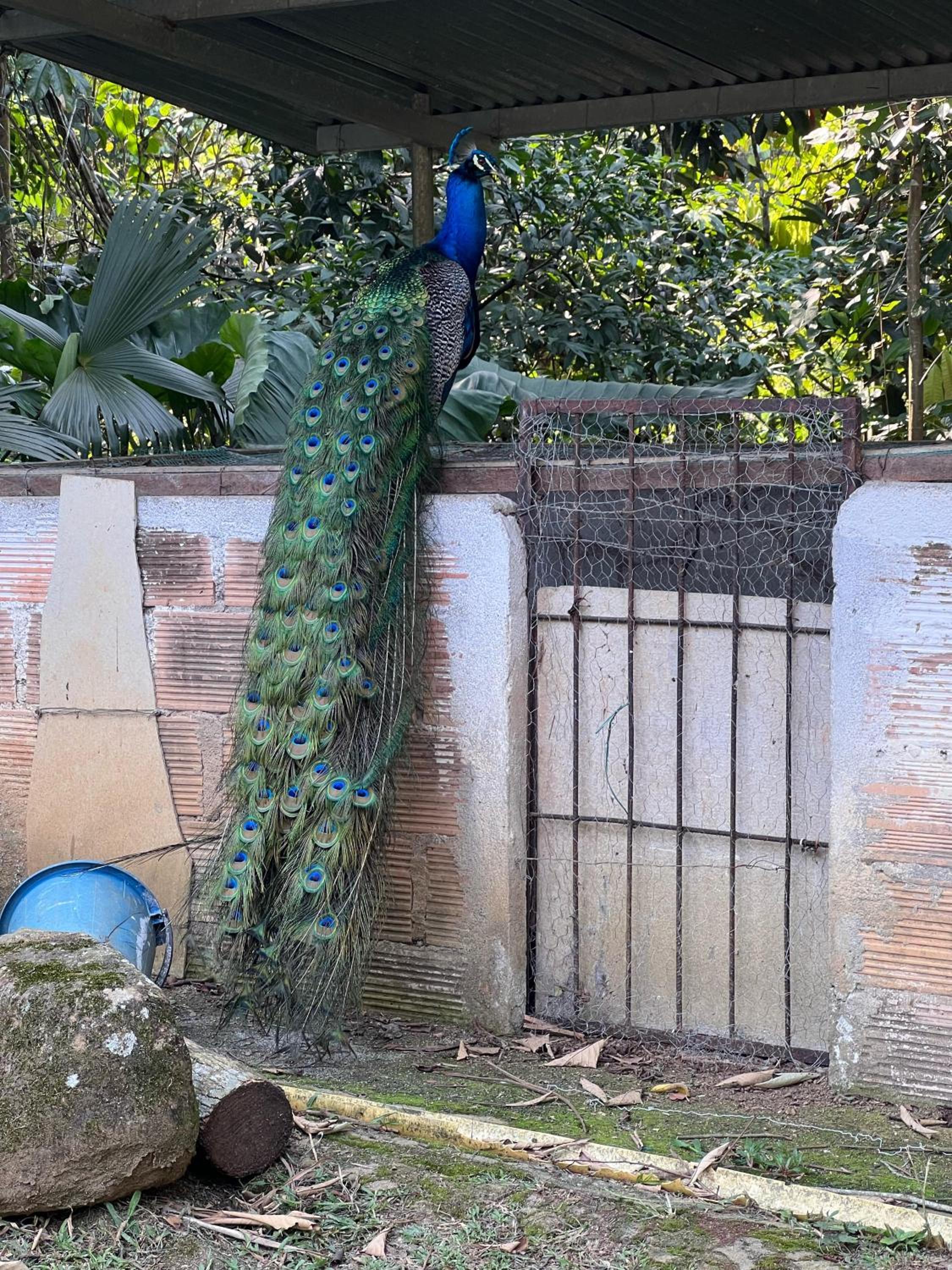 El desmadre villa lujosa Florencia, Caqueta