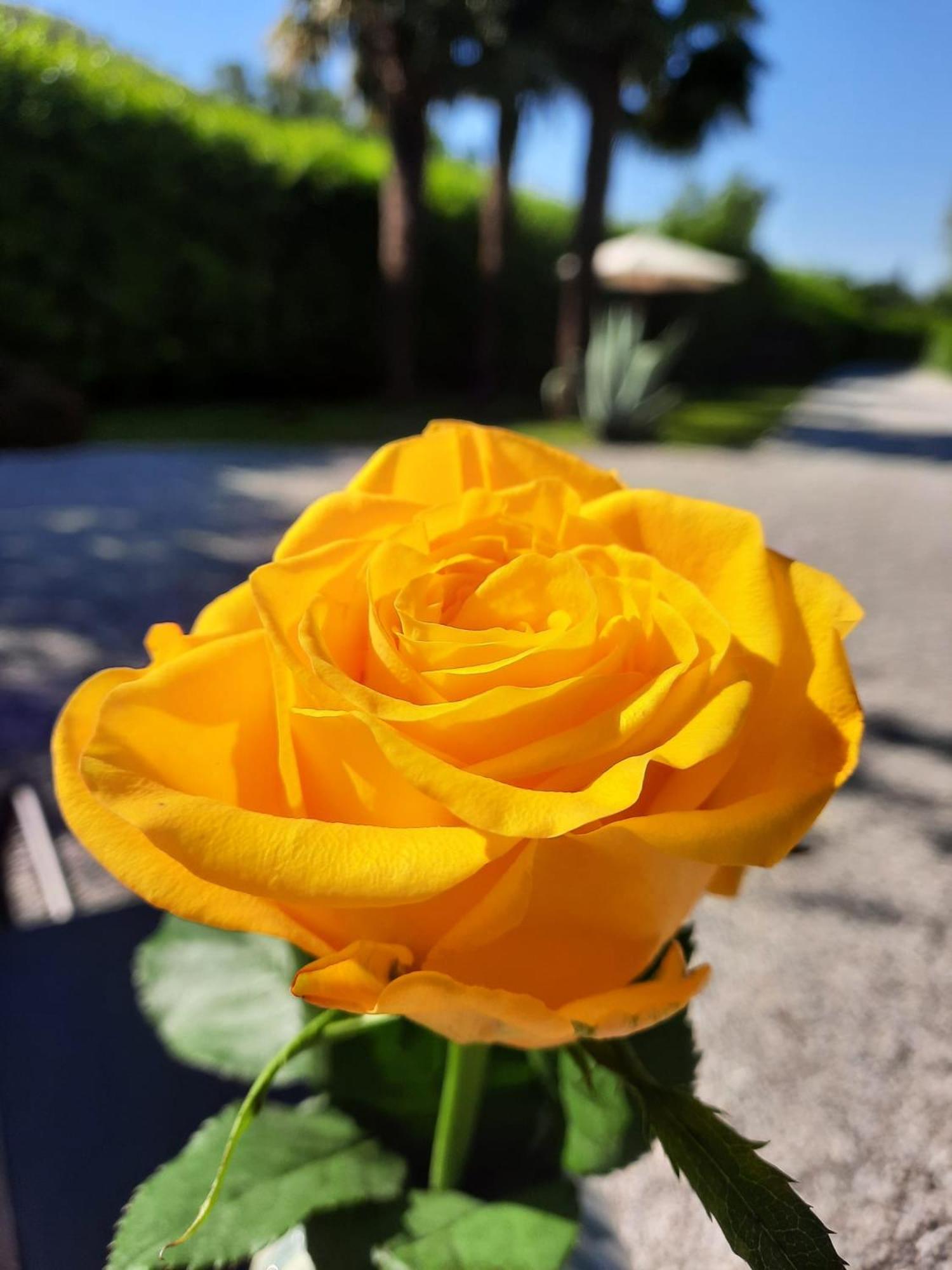 Villa Rose