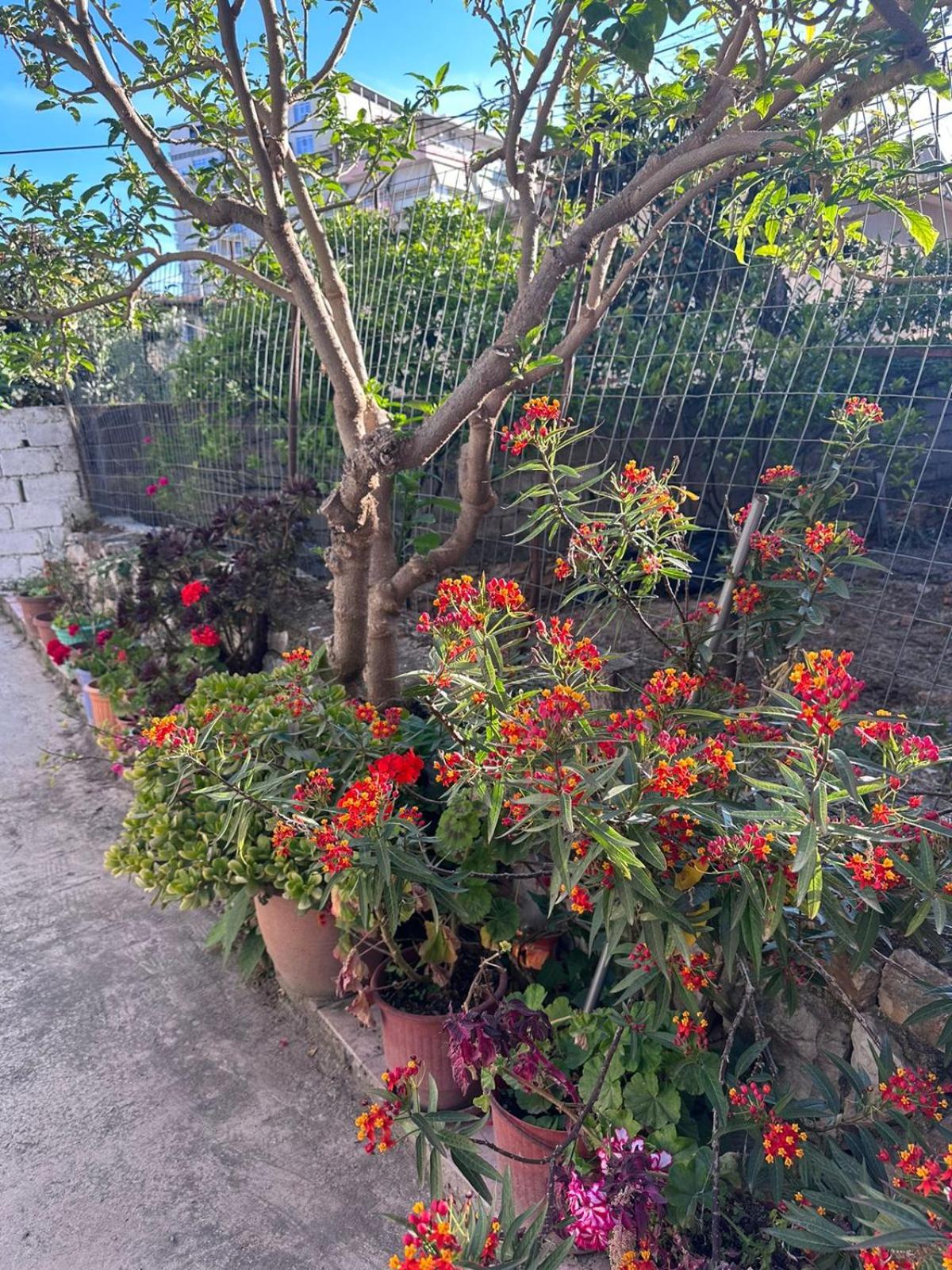 ML Apartment Saranda