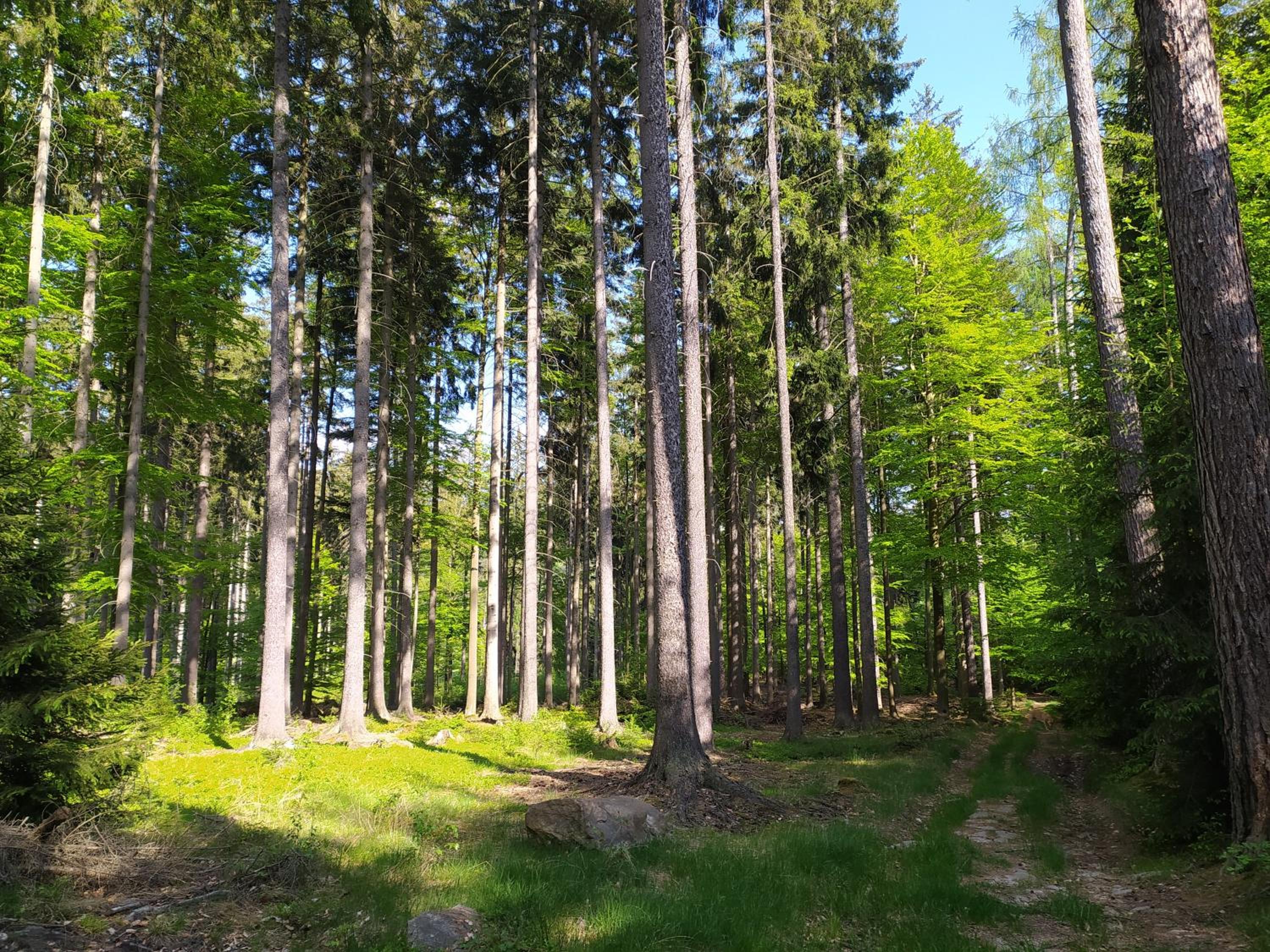 Apartmán u lesa u Adršpachu