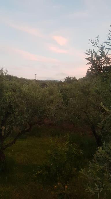 Olive Grove private residence