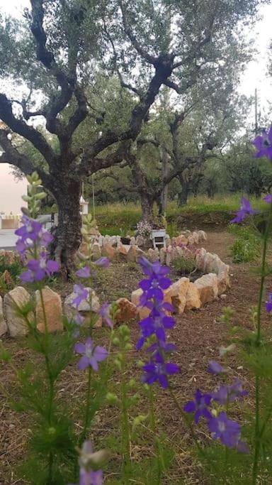 Olive Grove private residence
