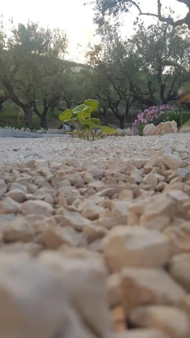Olive Grove private residence