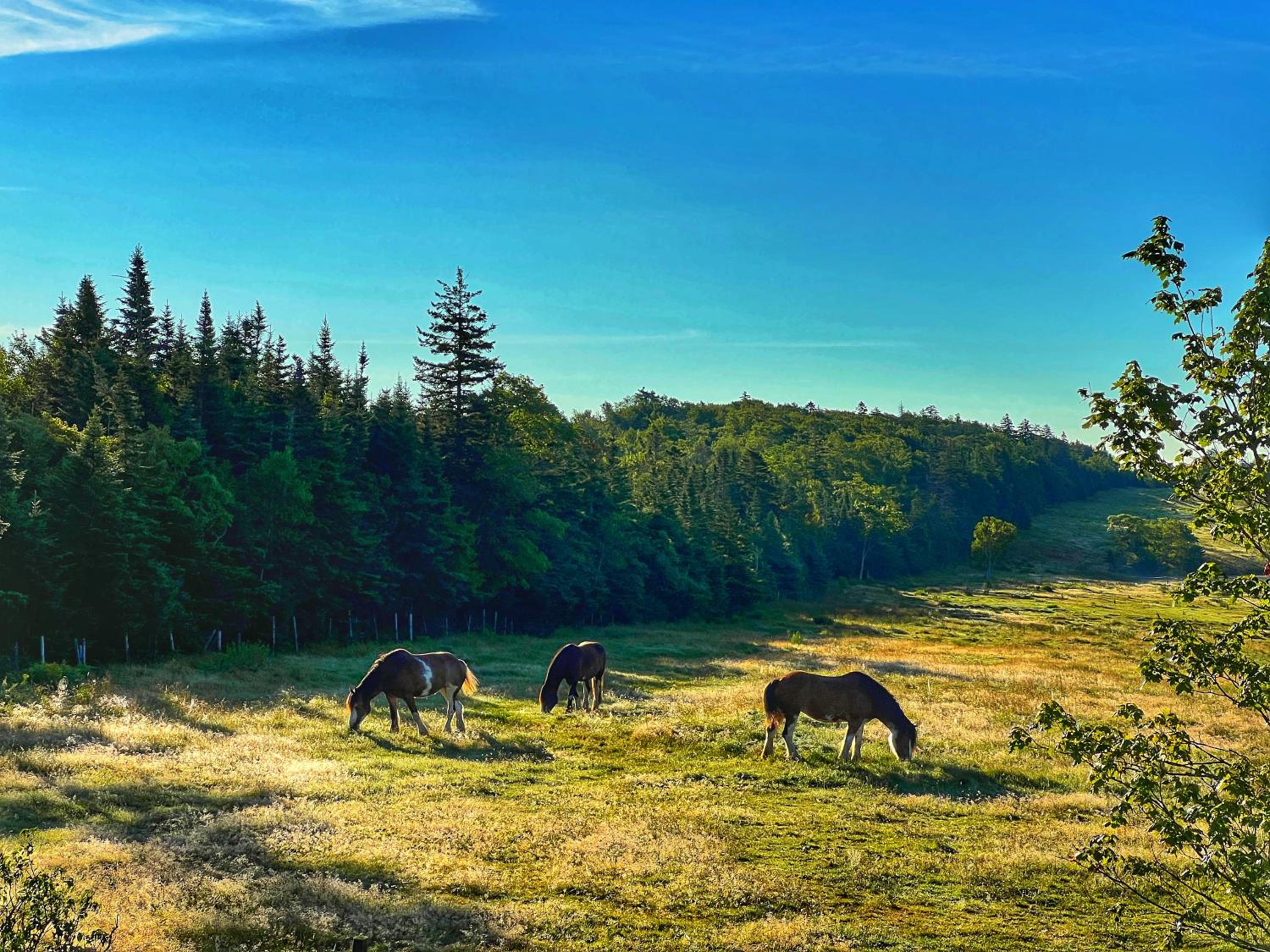 Moose River Cottage