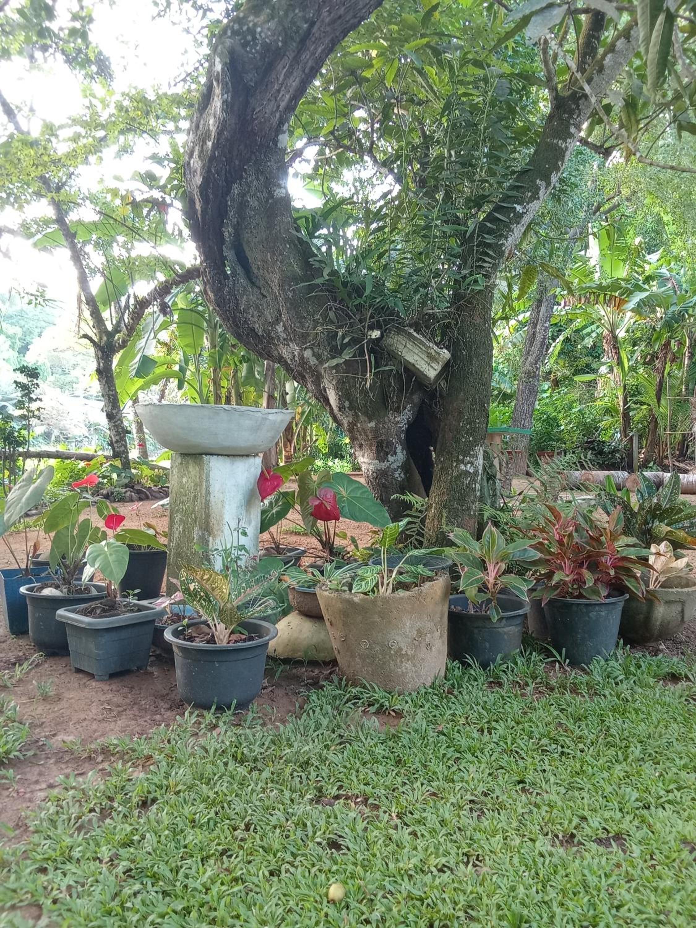 Green View Apartment