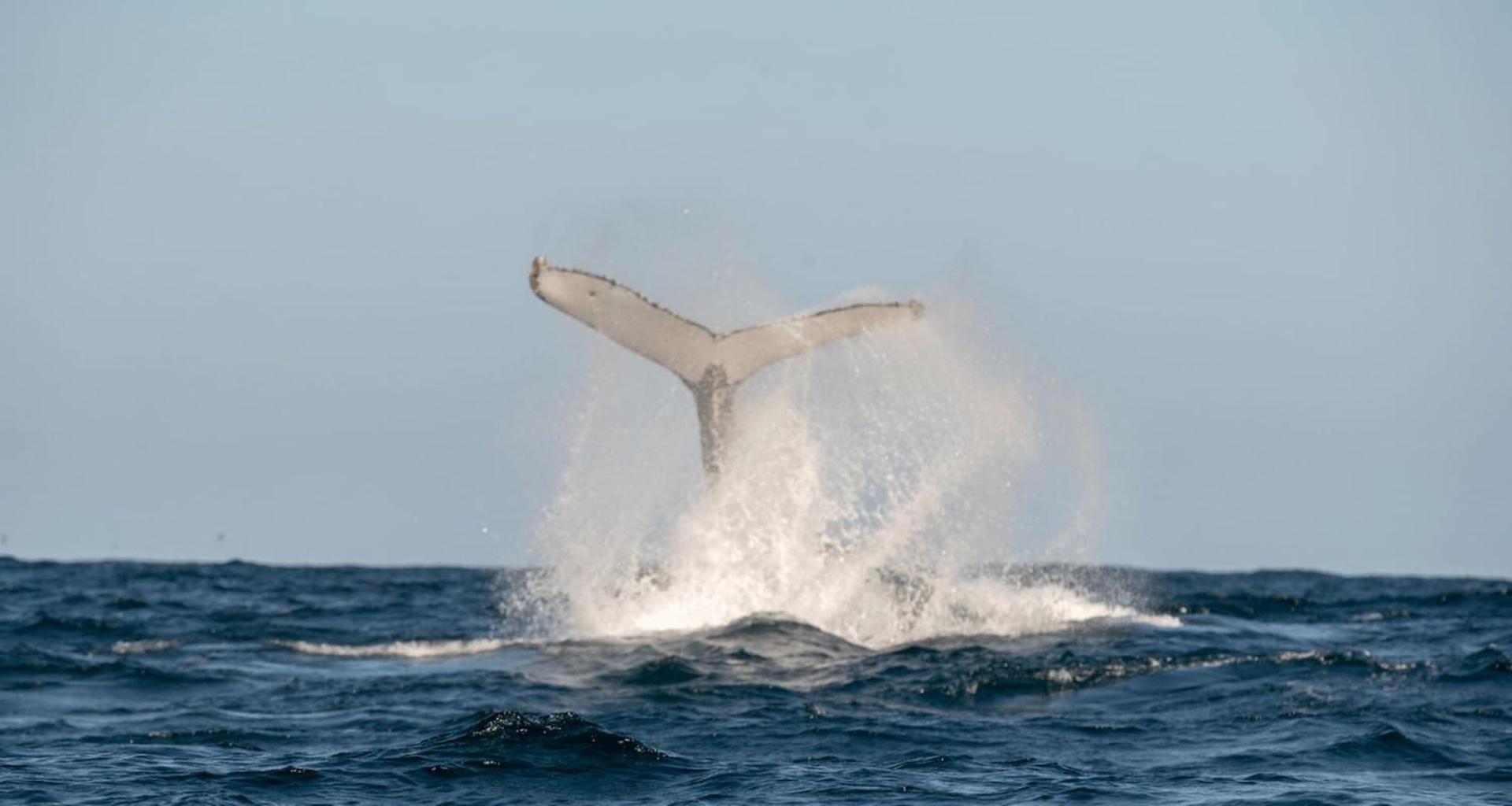 Sea Haven - Belle Escapes Jervis Bay