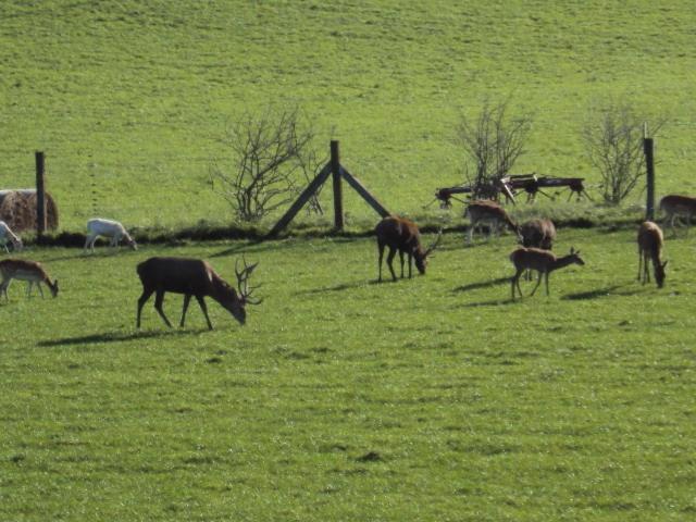 Ferienwohnung im Nationalpark Jasmund