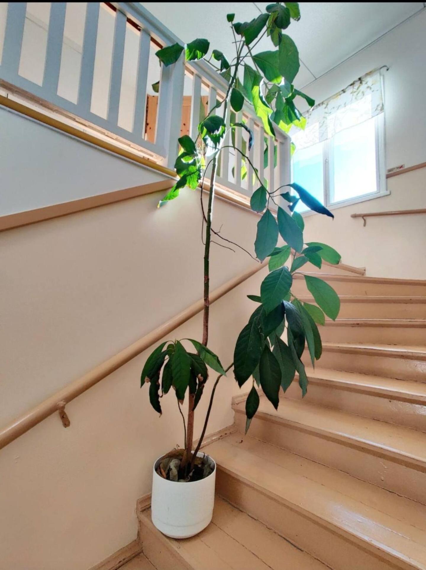 Ollinpolun matkakoti