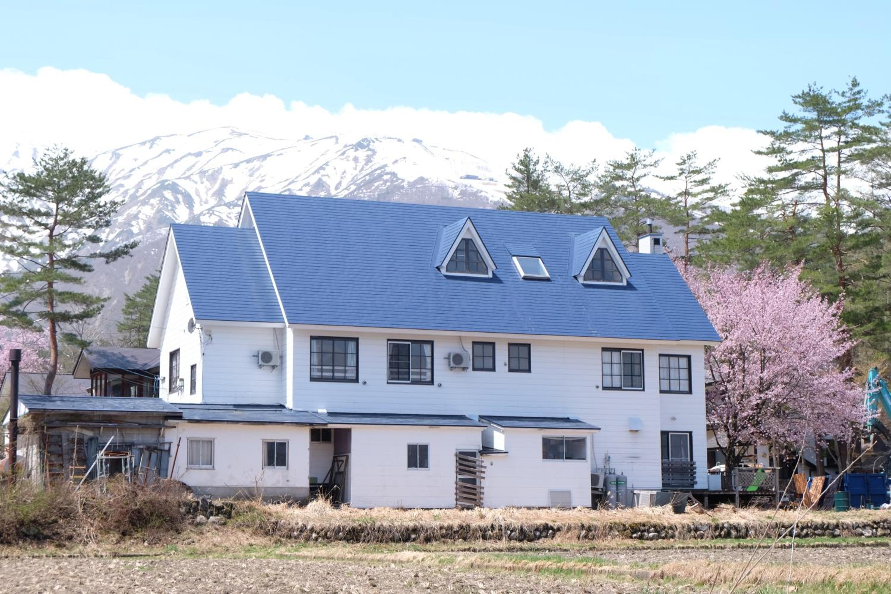 Hakuba Snow Fox