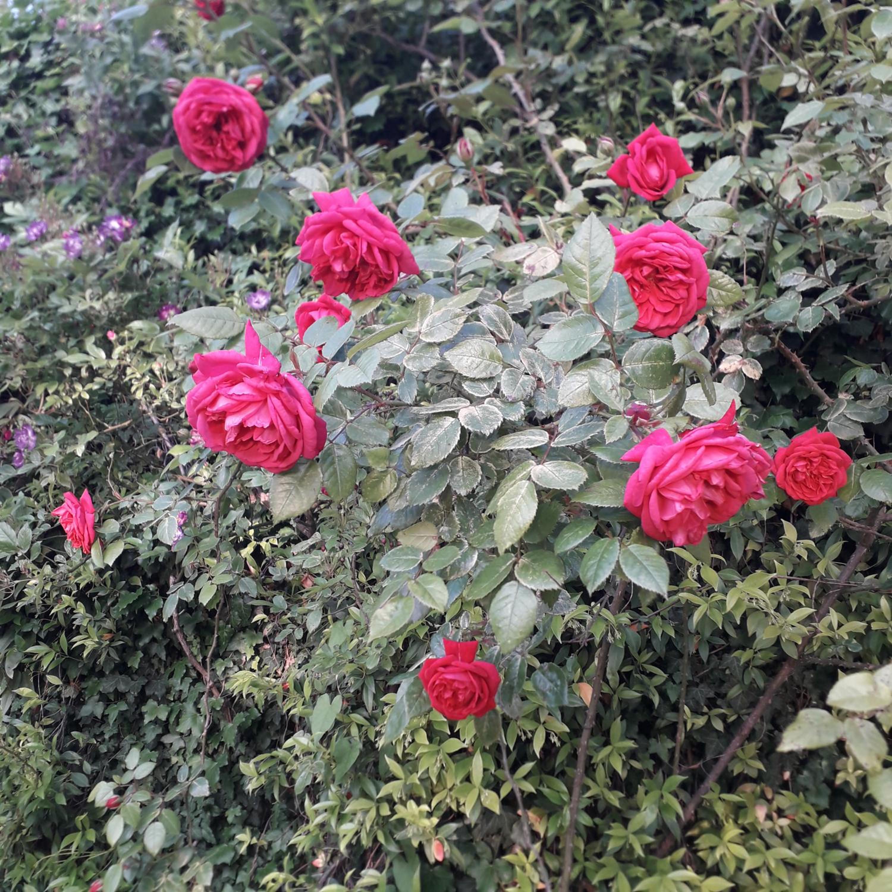 Photo 29