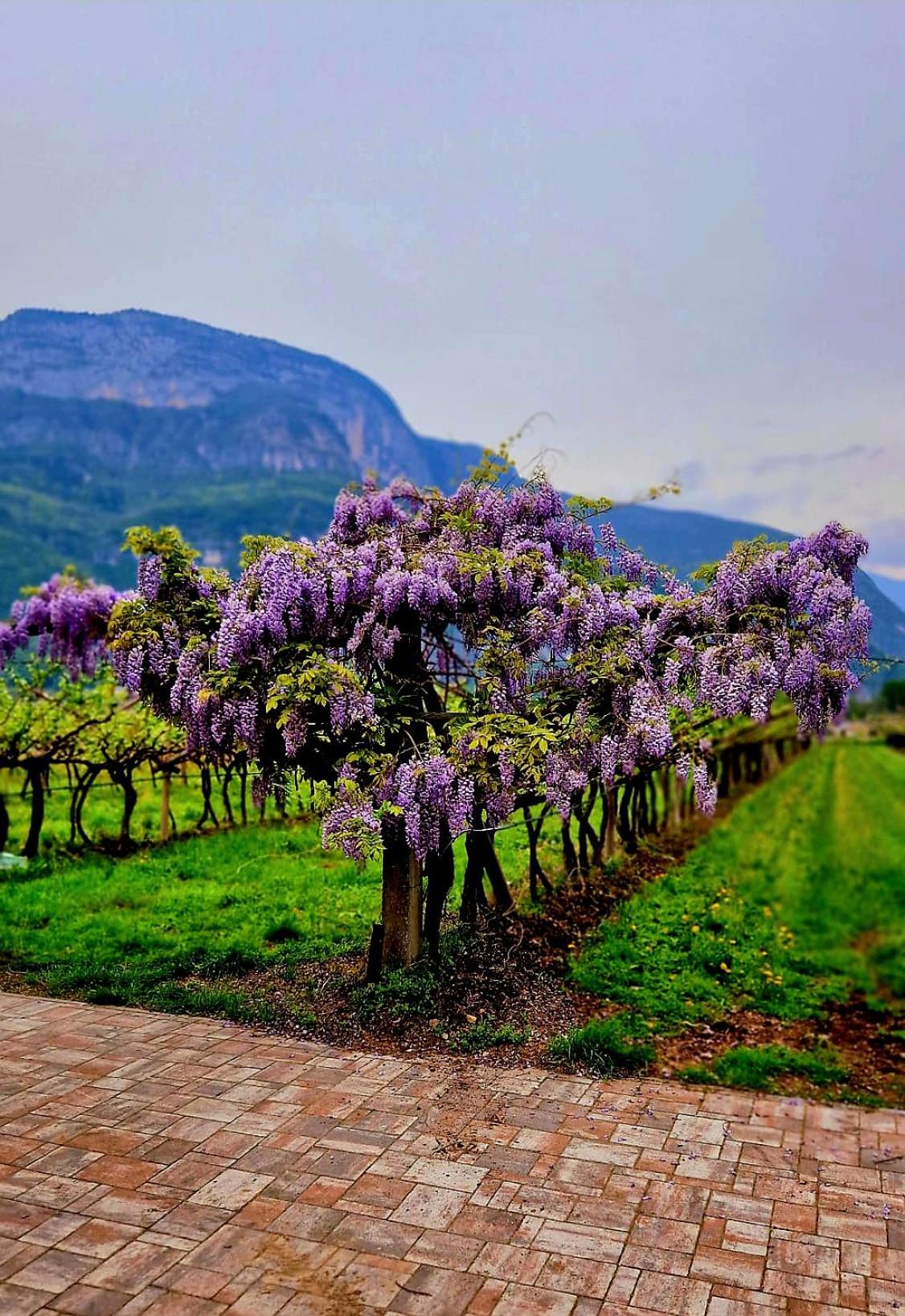 Antico Fienile Agritur