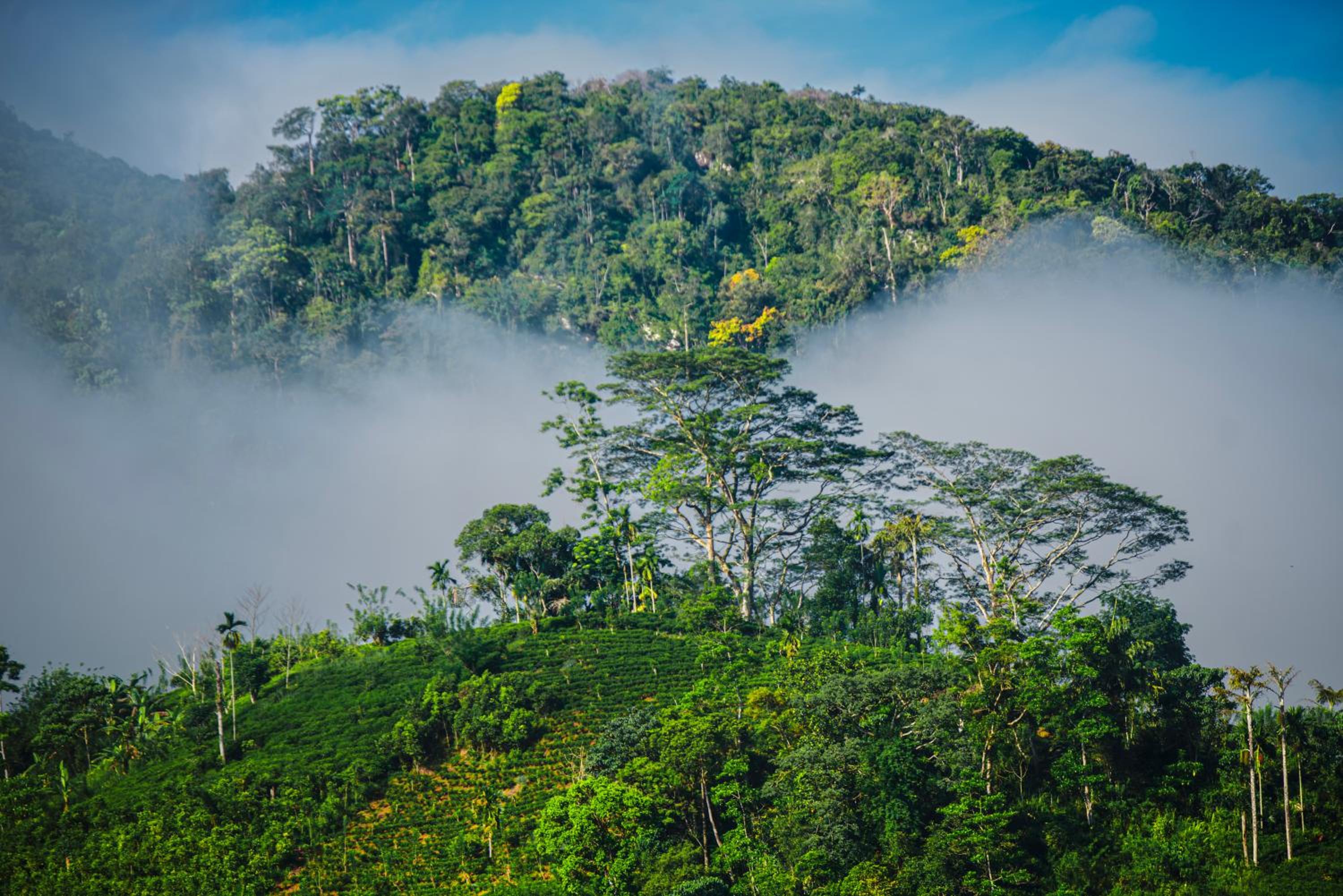 Sinharaja Riverside