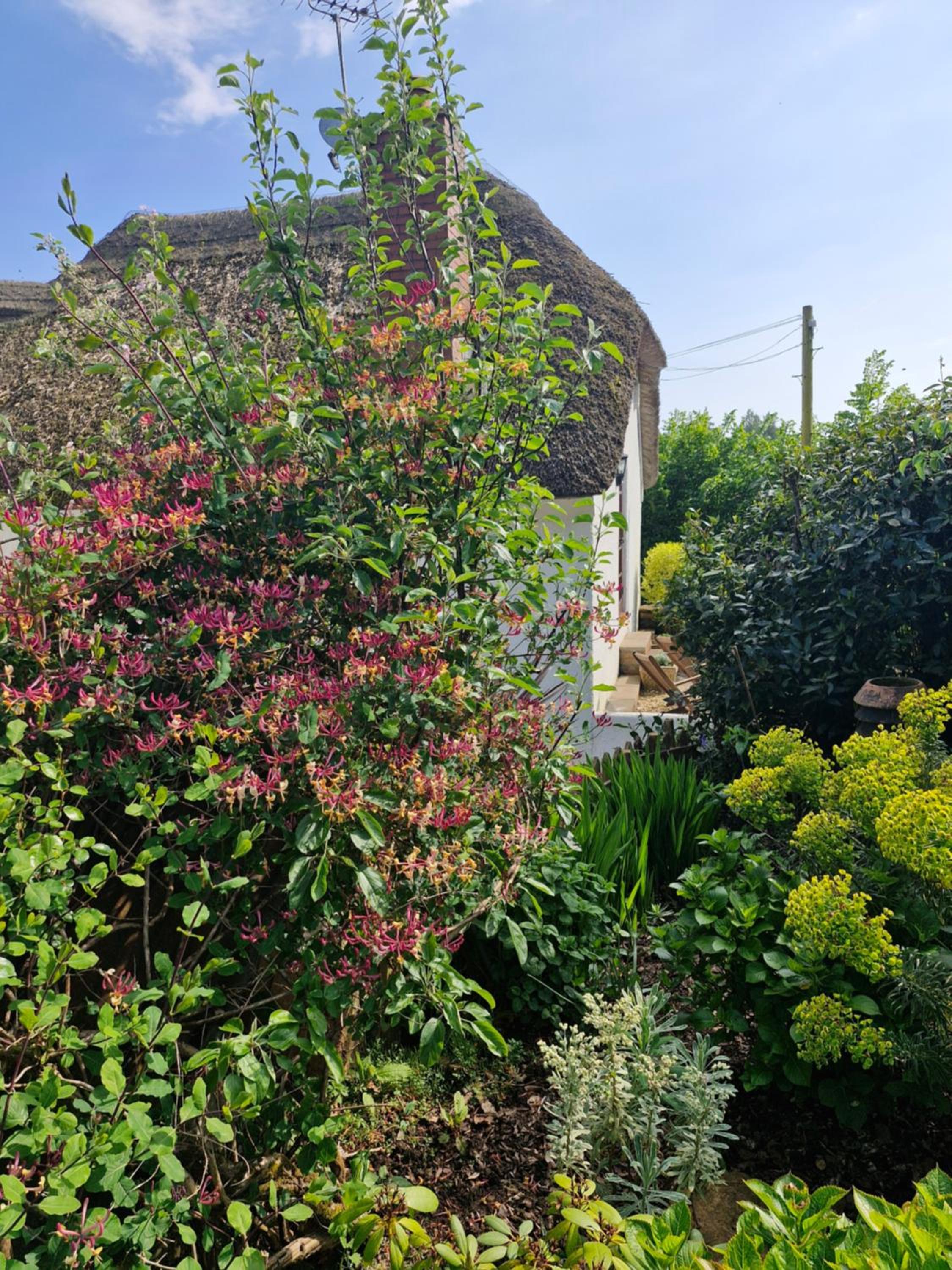 Delightful Devon Cottage