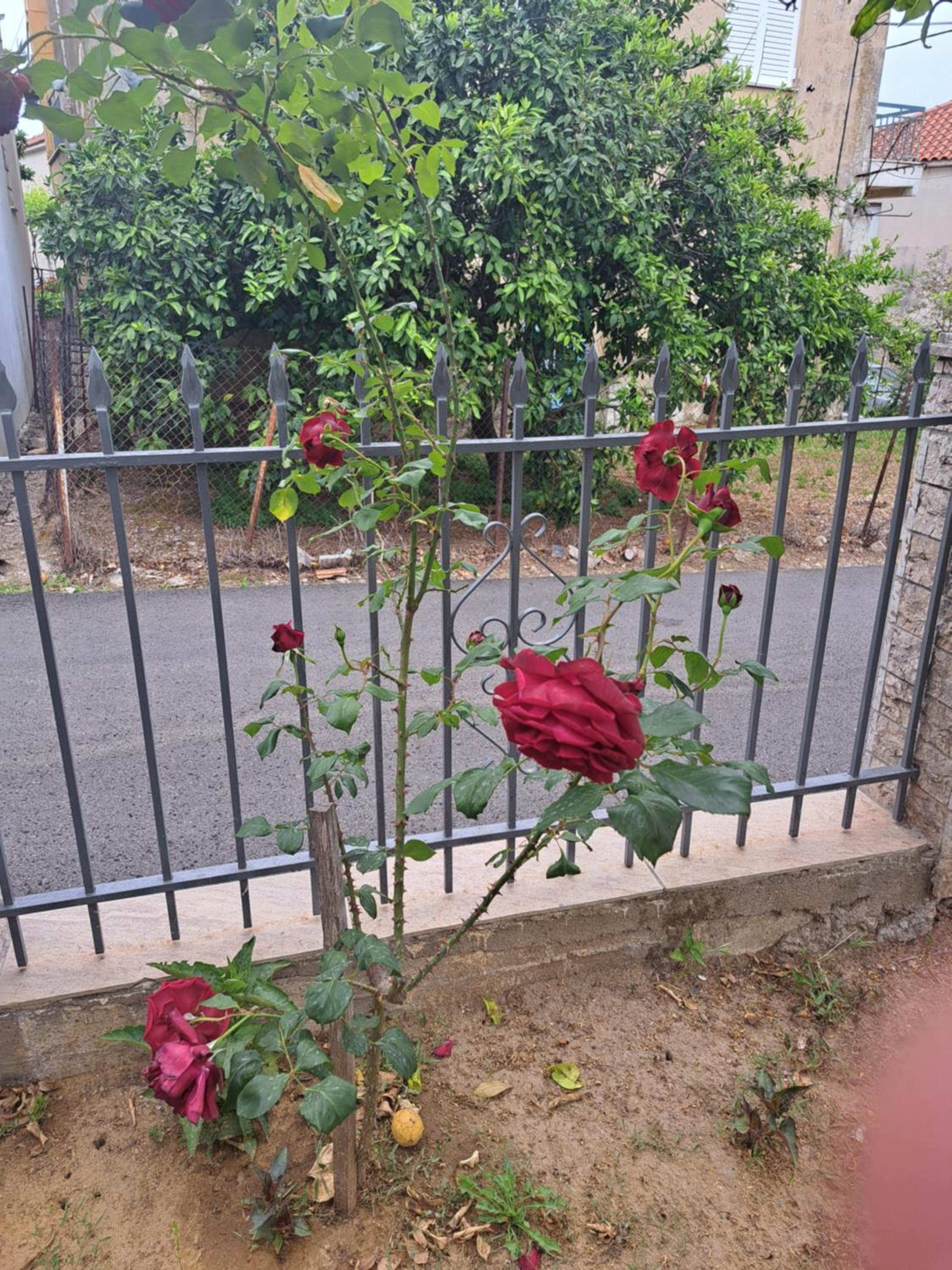 Photo 19