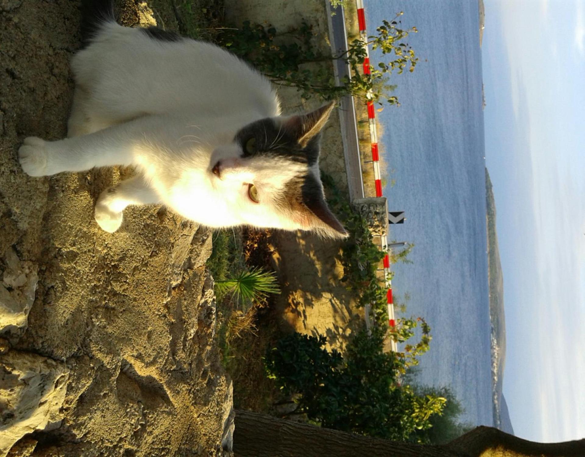 Photo 46