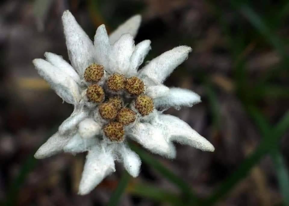 Edelweiss Ilinca