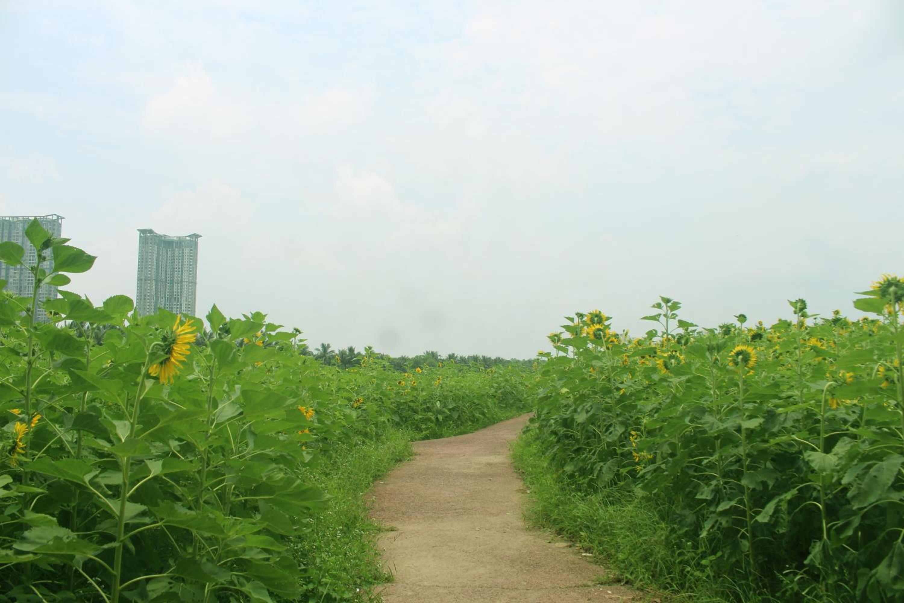 Sunset River Apartment - Ecopark