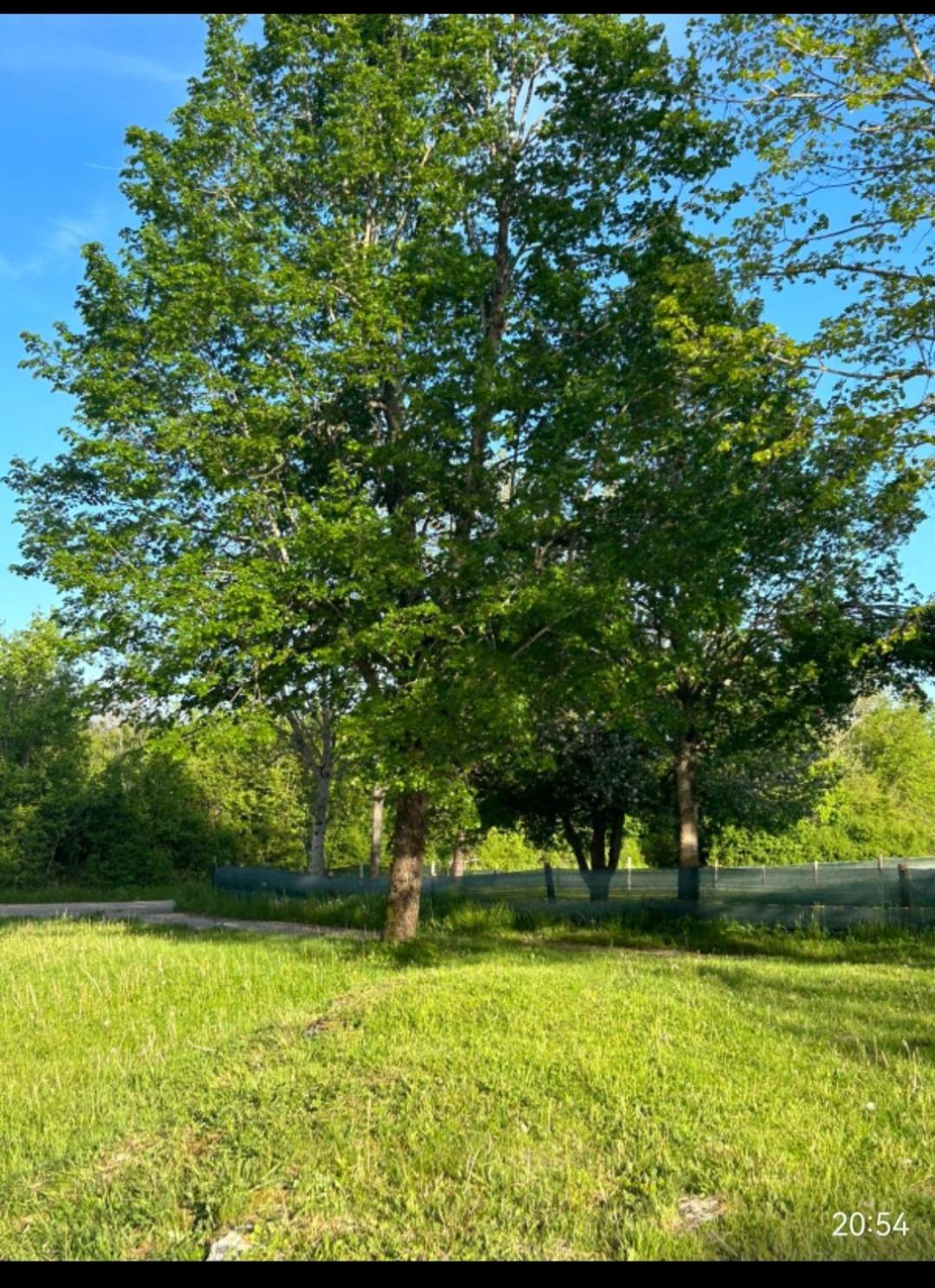 Photo 45