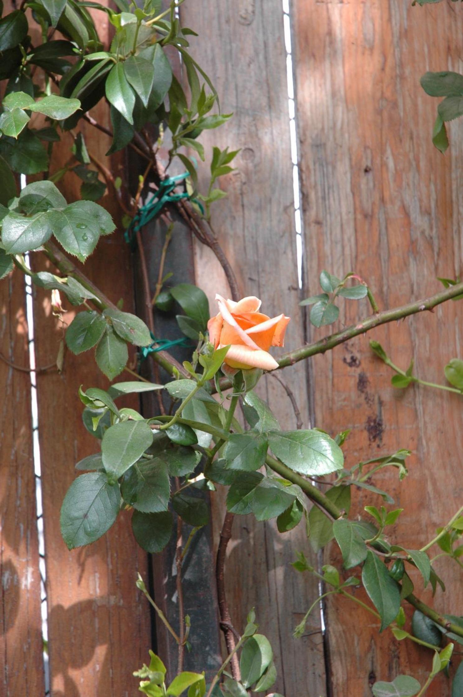 Le Maddalene view 5