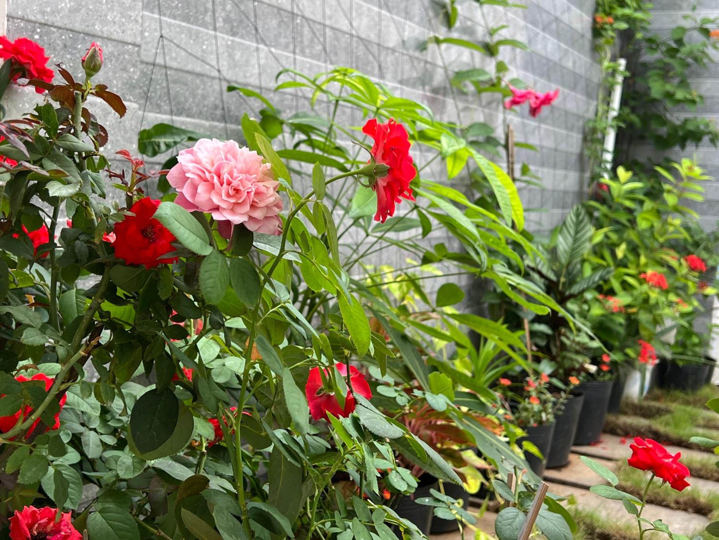 VyvanHomestay Nguyên Căn Vũng Tàu view 4
