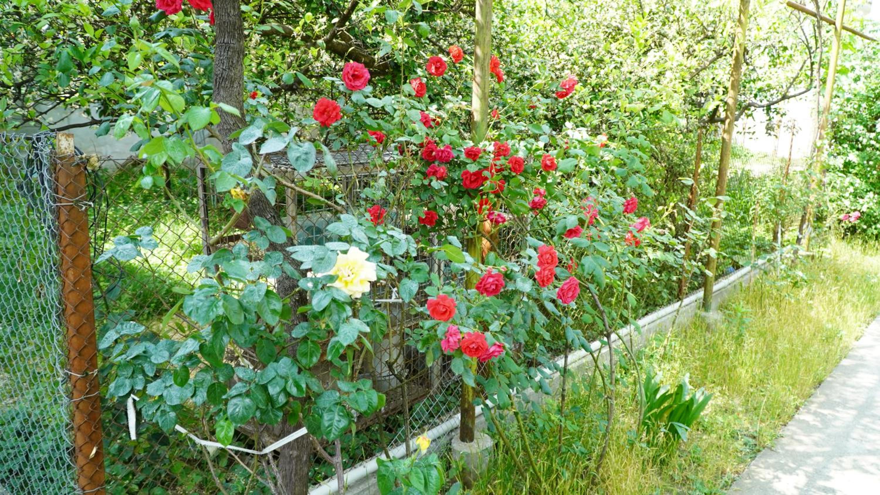Photo 20