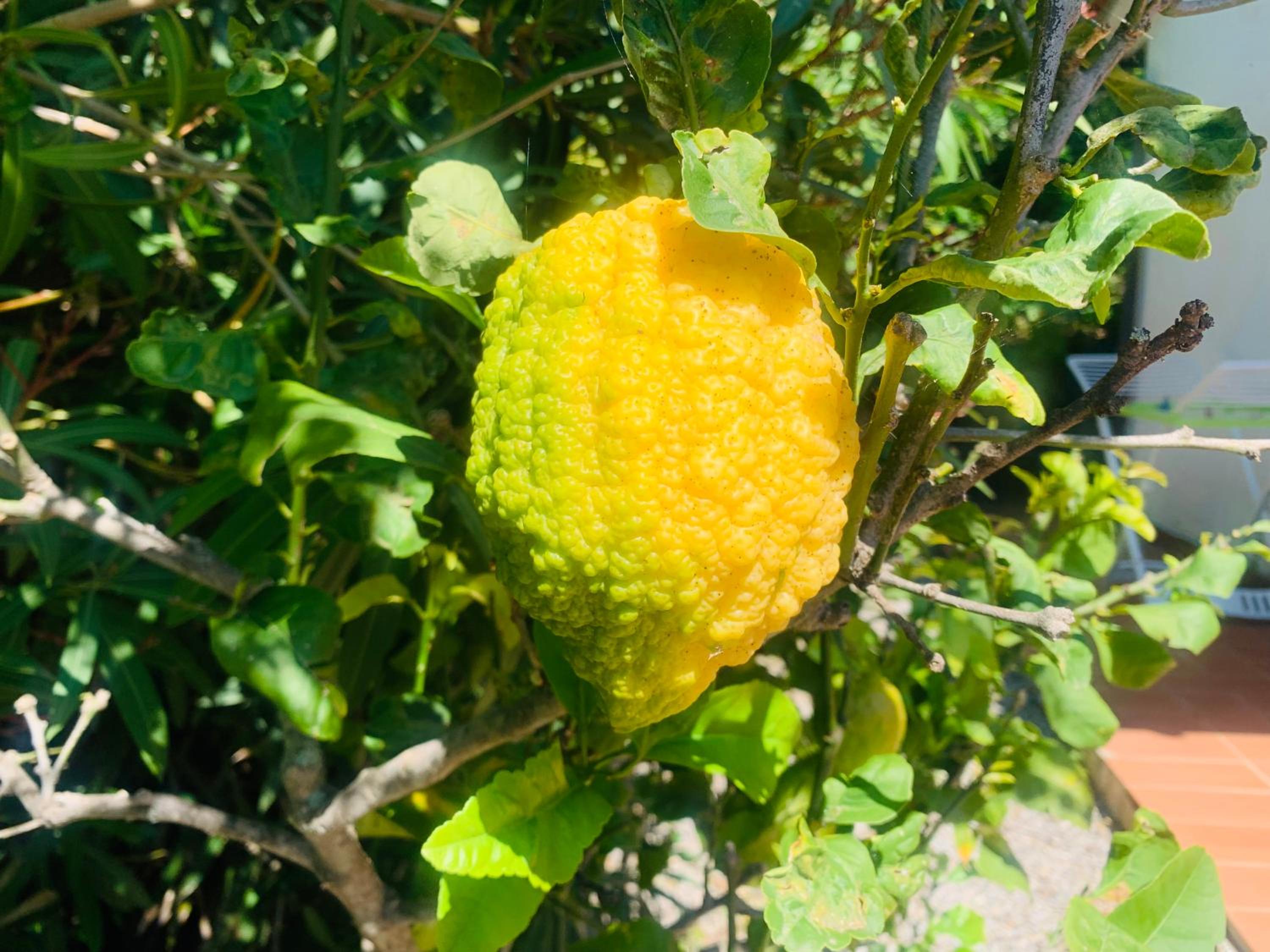Case dei limoni sul mare view 5