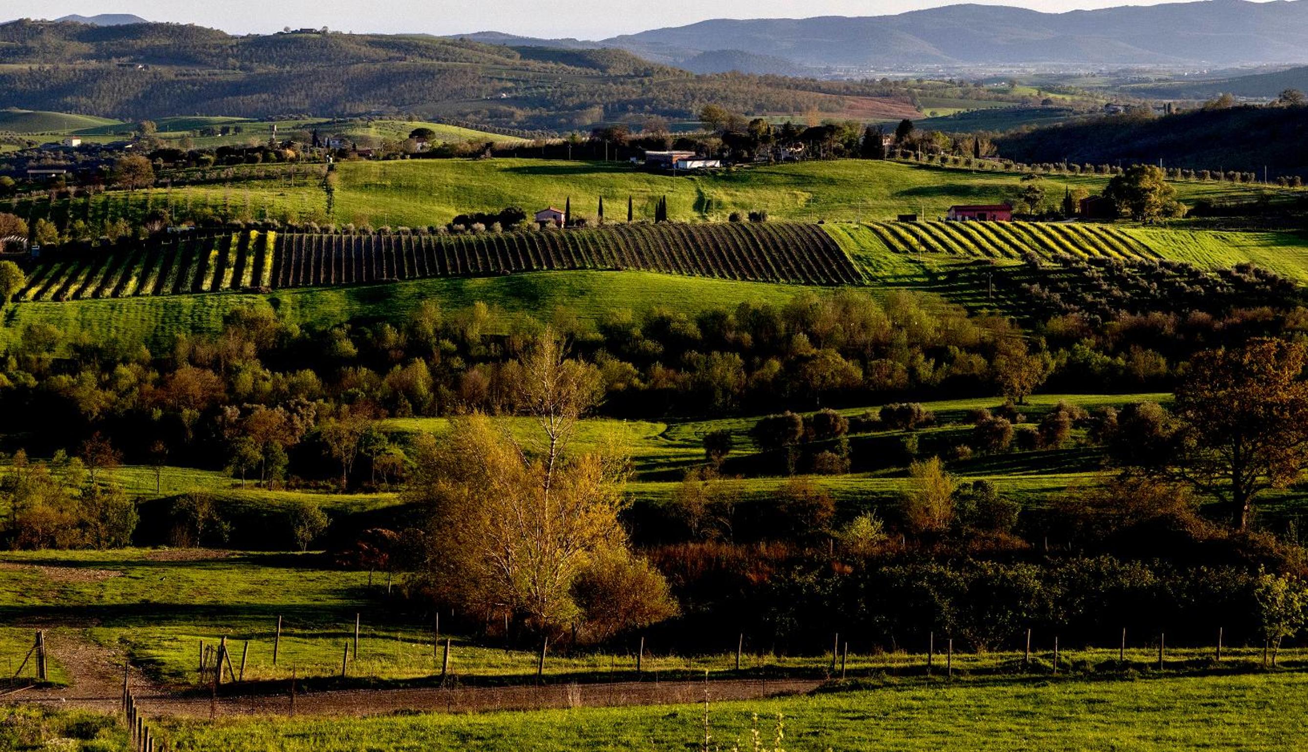 Poggio la Luna - La casa nel vigneto view 3