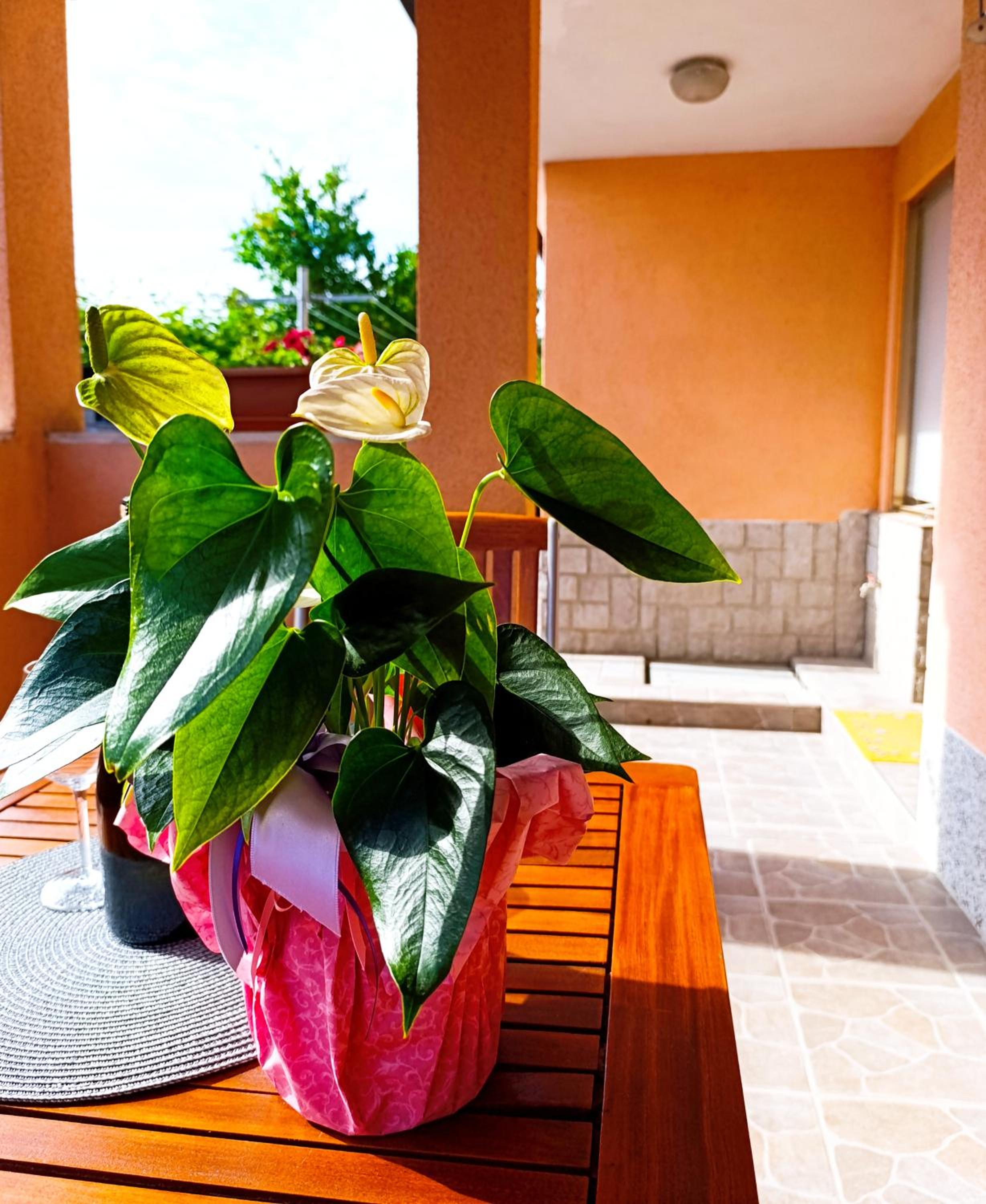 Oasis Apartment