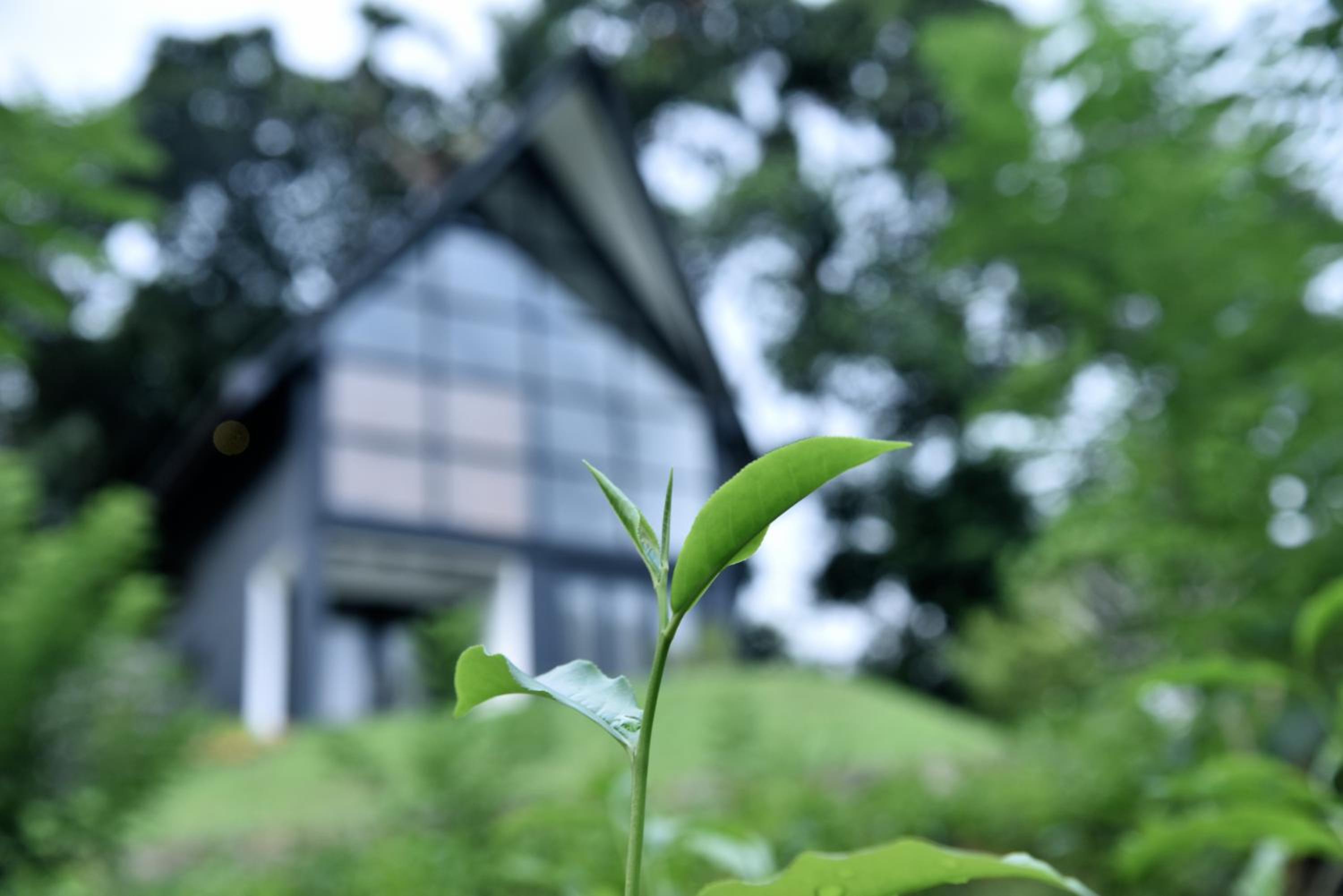 The Country House Chalets