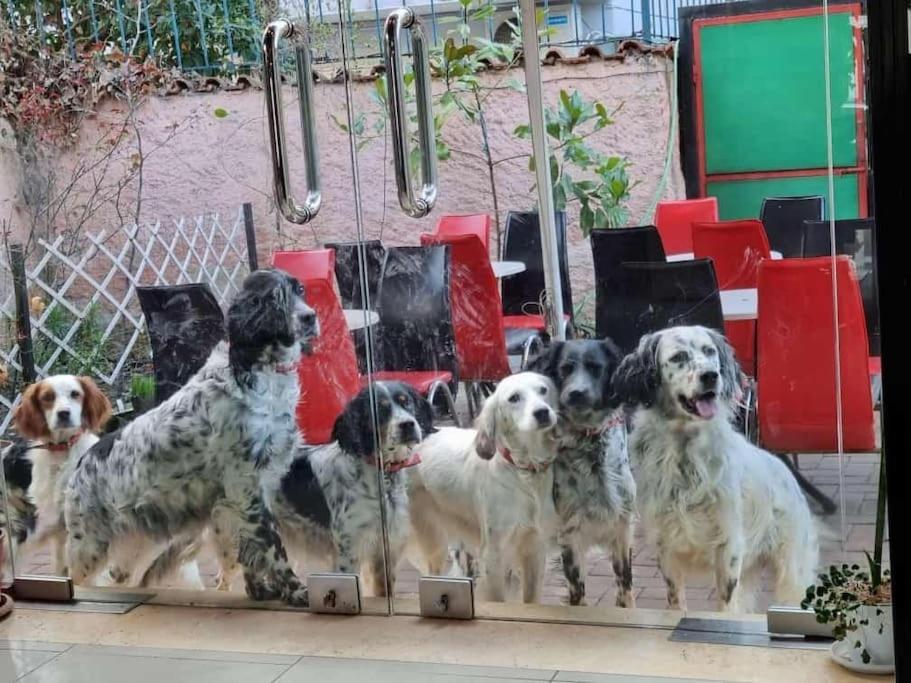 Friendly dogs house
