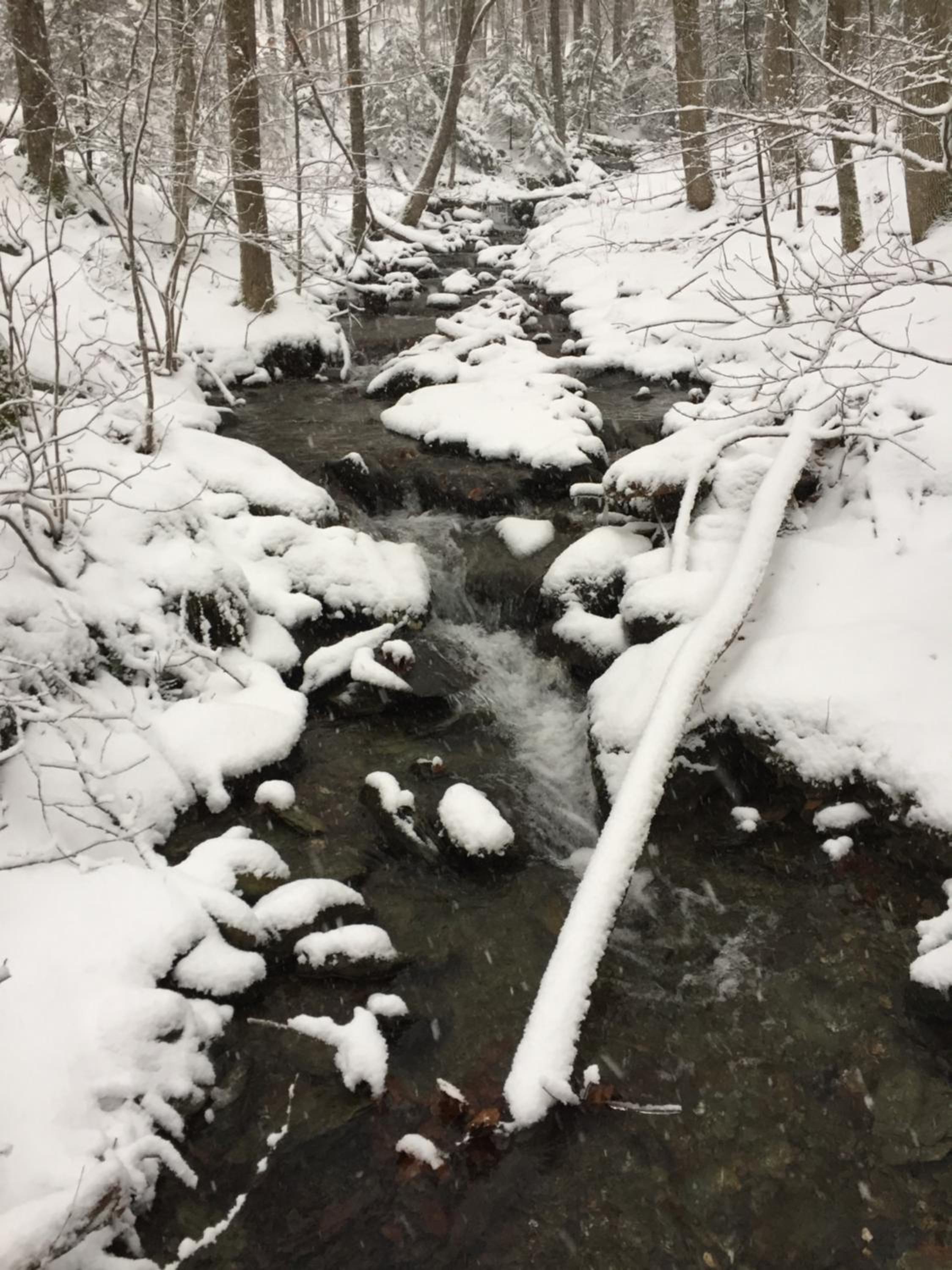 Cabin in the Woods - Property Image 30