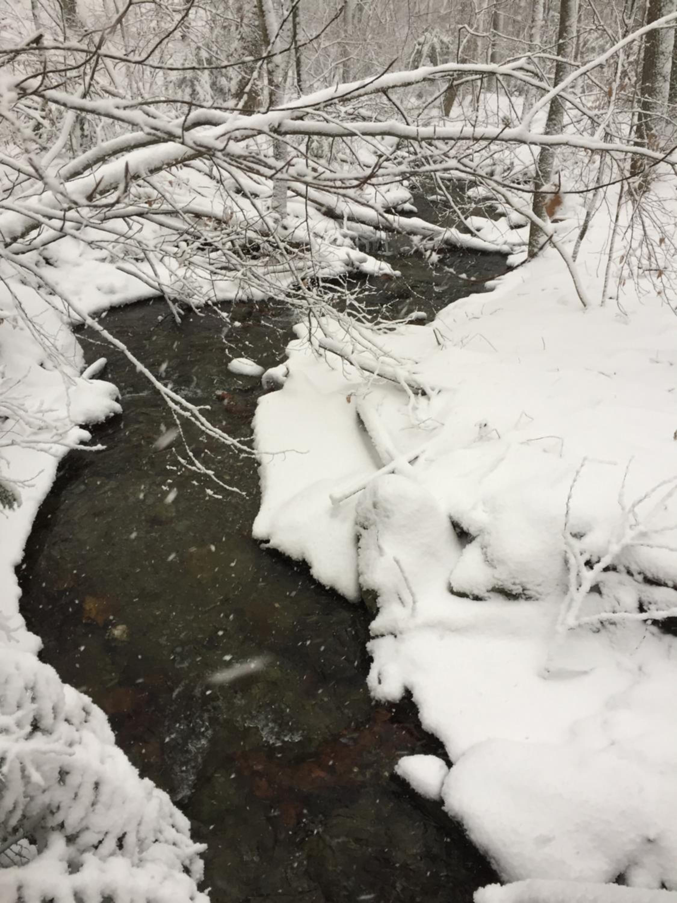 Cabin in the Woods - Property Image 39