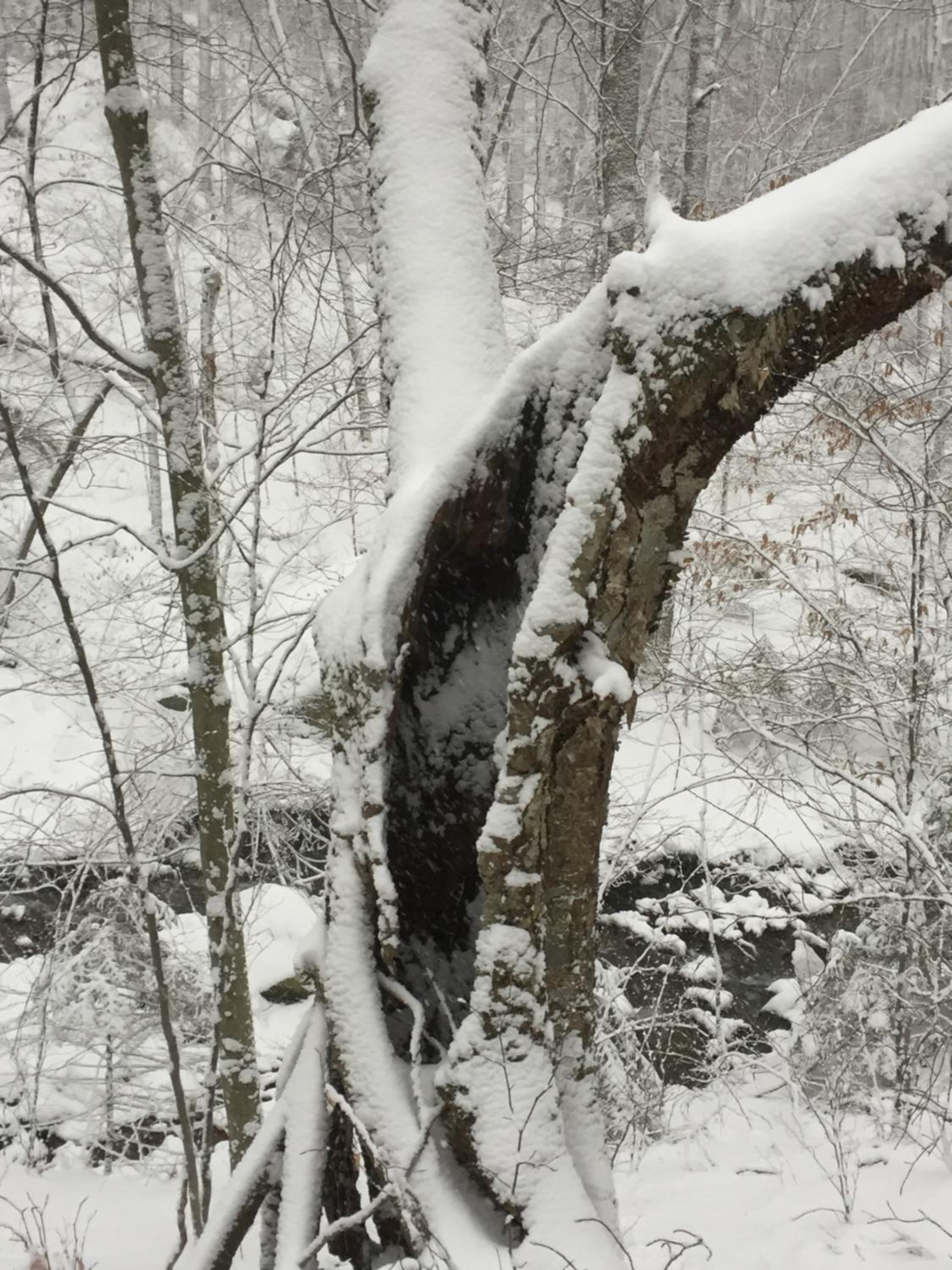 Cabin in the Woods - Property Image 3