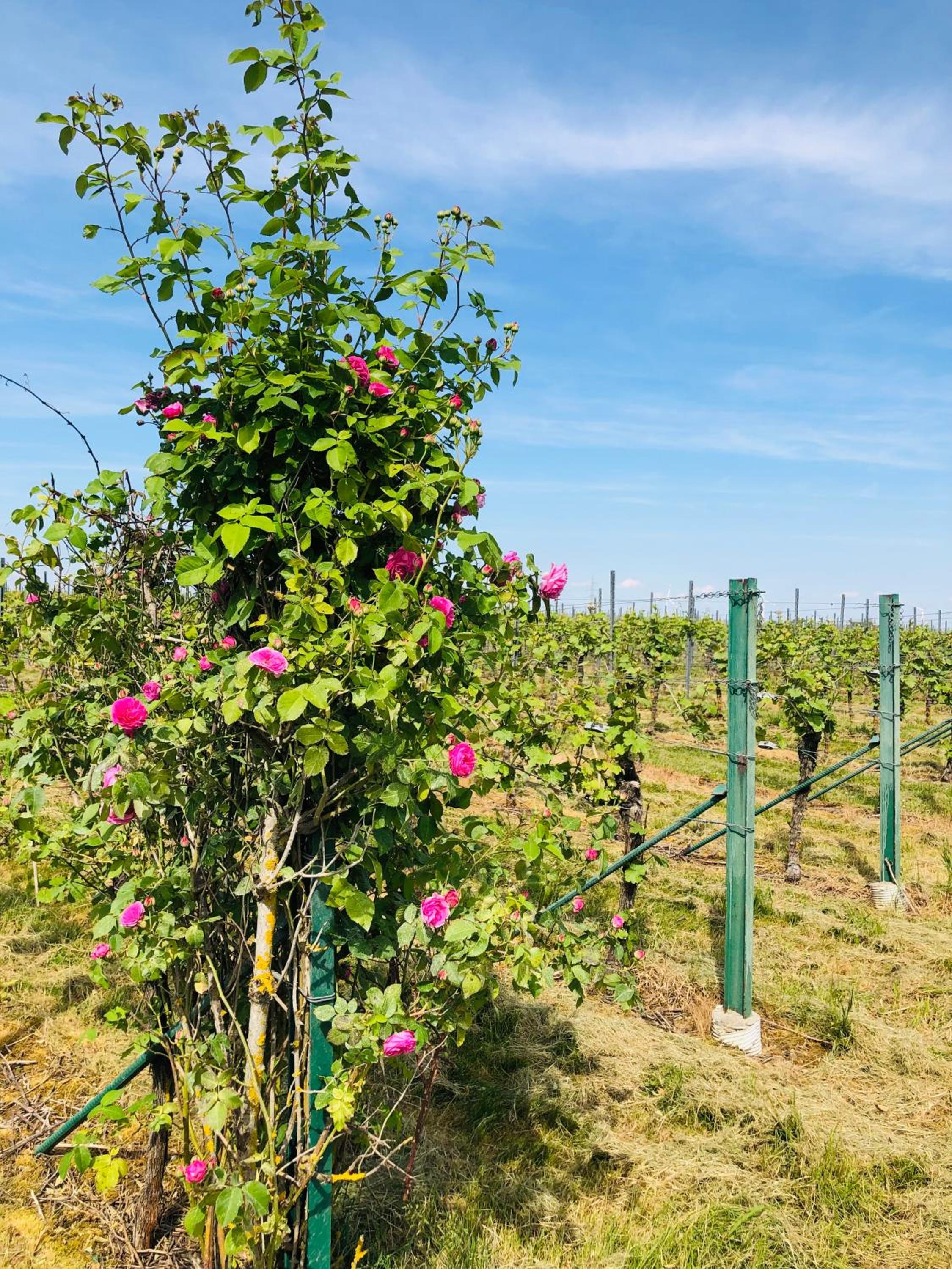 Ferienwohnung Feldmann