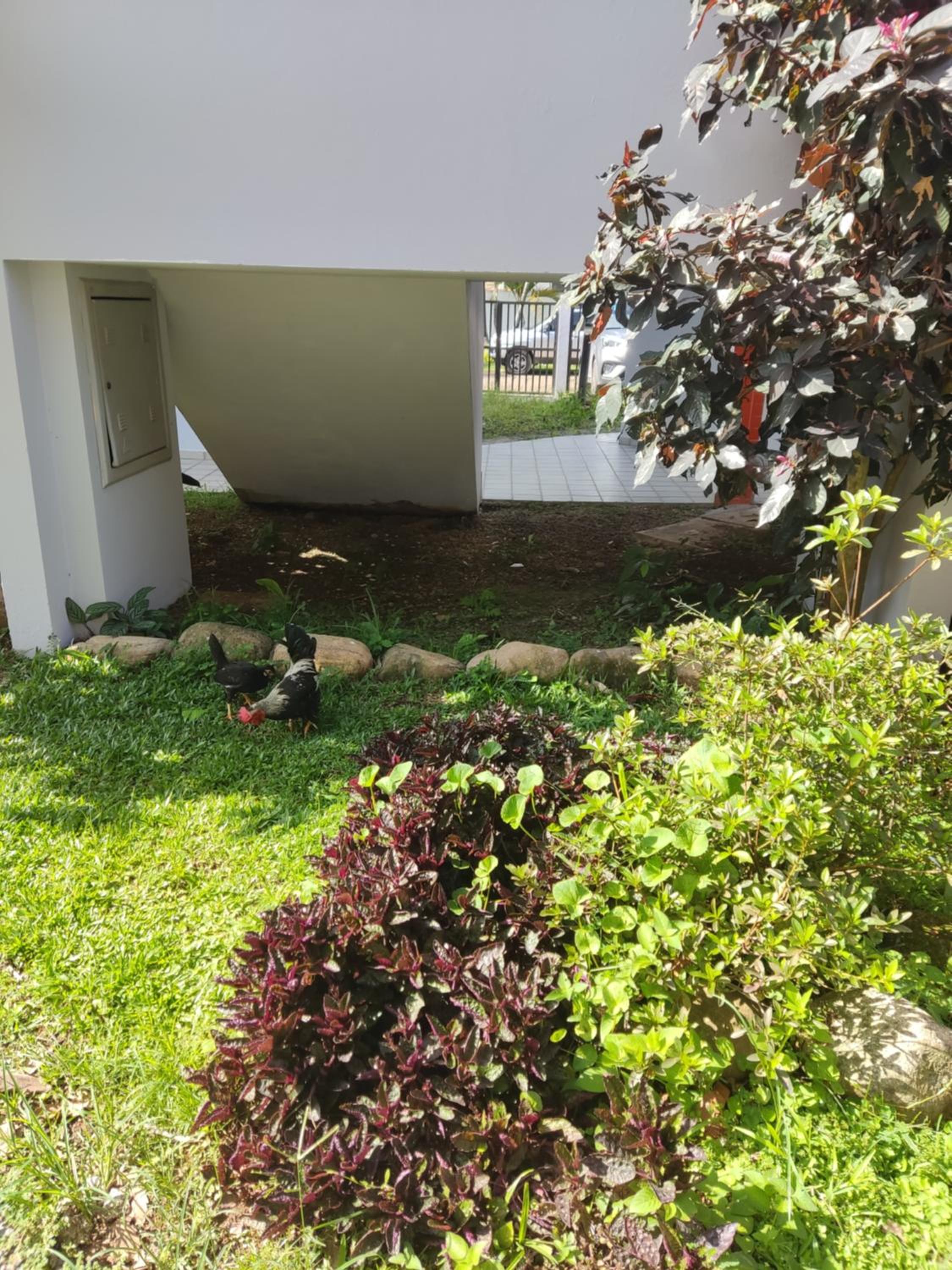 Apezinho da Praia