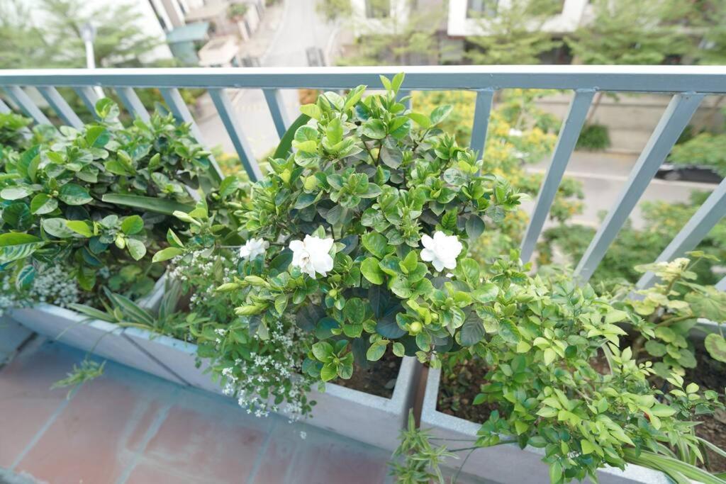 Rosemary's hi